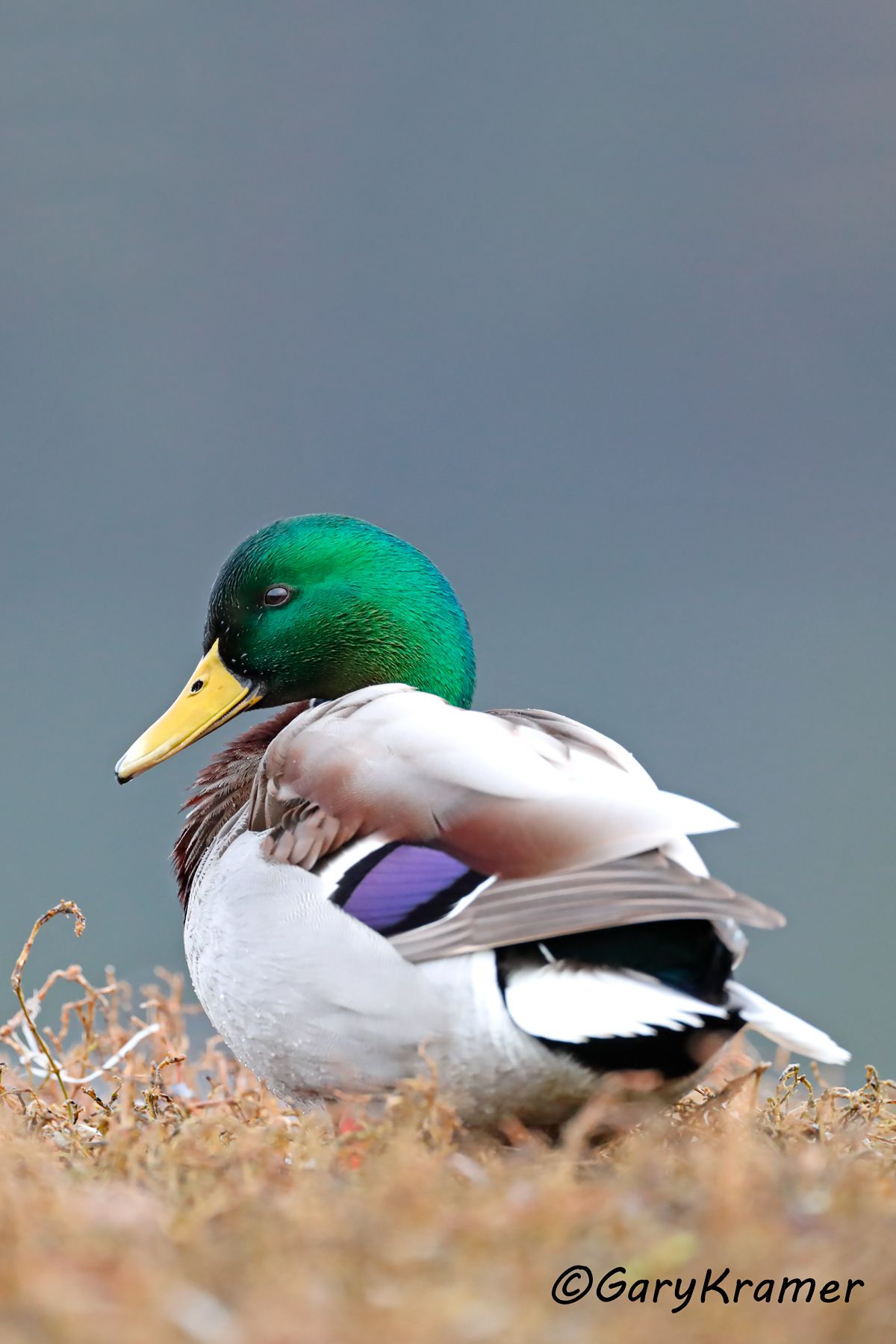 Mallard (Anas platyrhynchos) Mallard (Anas platyrhynchos) - NBWM#4586d(2)