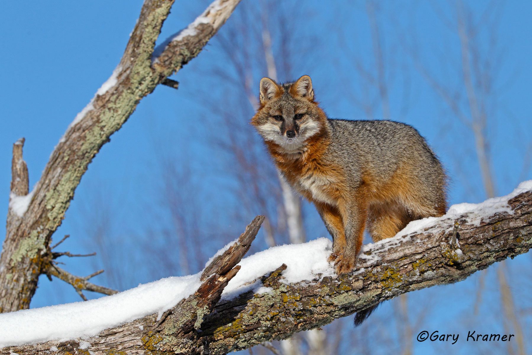Gray Fox (Uricyon cinereoargenteus) - NMFg#388d