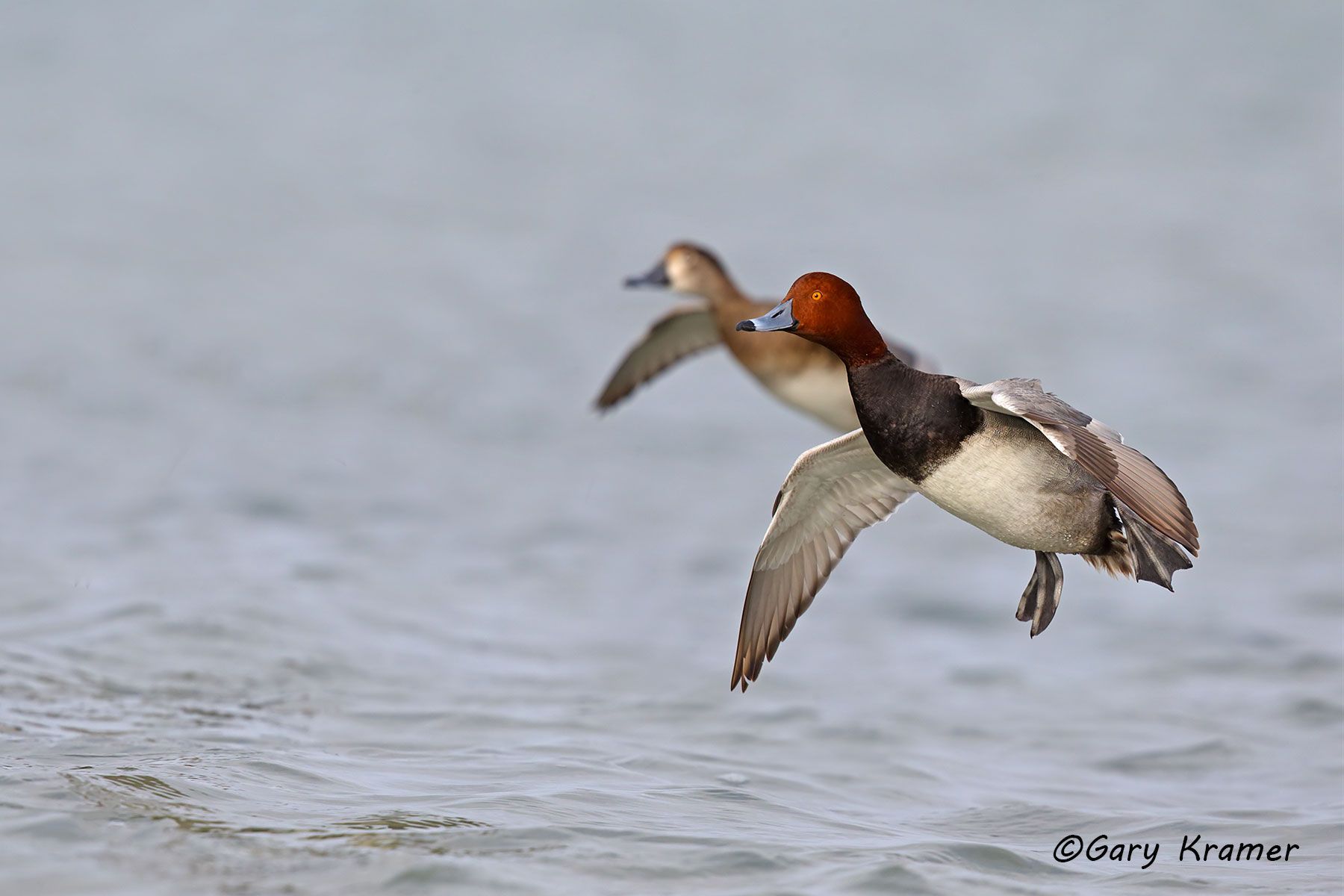 Redhead (Aythya americana) Redhead (Aythya americana) - NBWR#825d