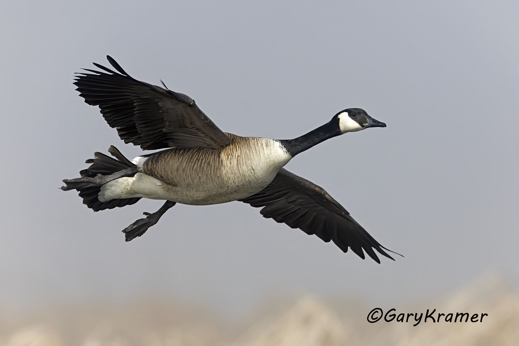Canada Goose (Giant) (Branta canadensis) - NBWCg#1768d