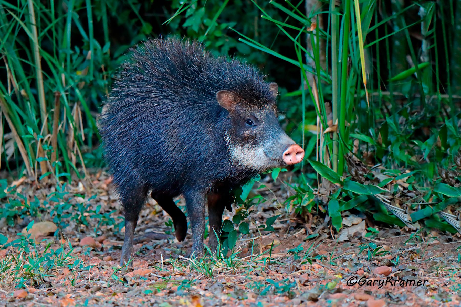 White-lipped Peccary (Tayassu pecari) White-lipped Peccary (Tayassu pecari) - SMWwp#062d