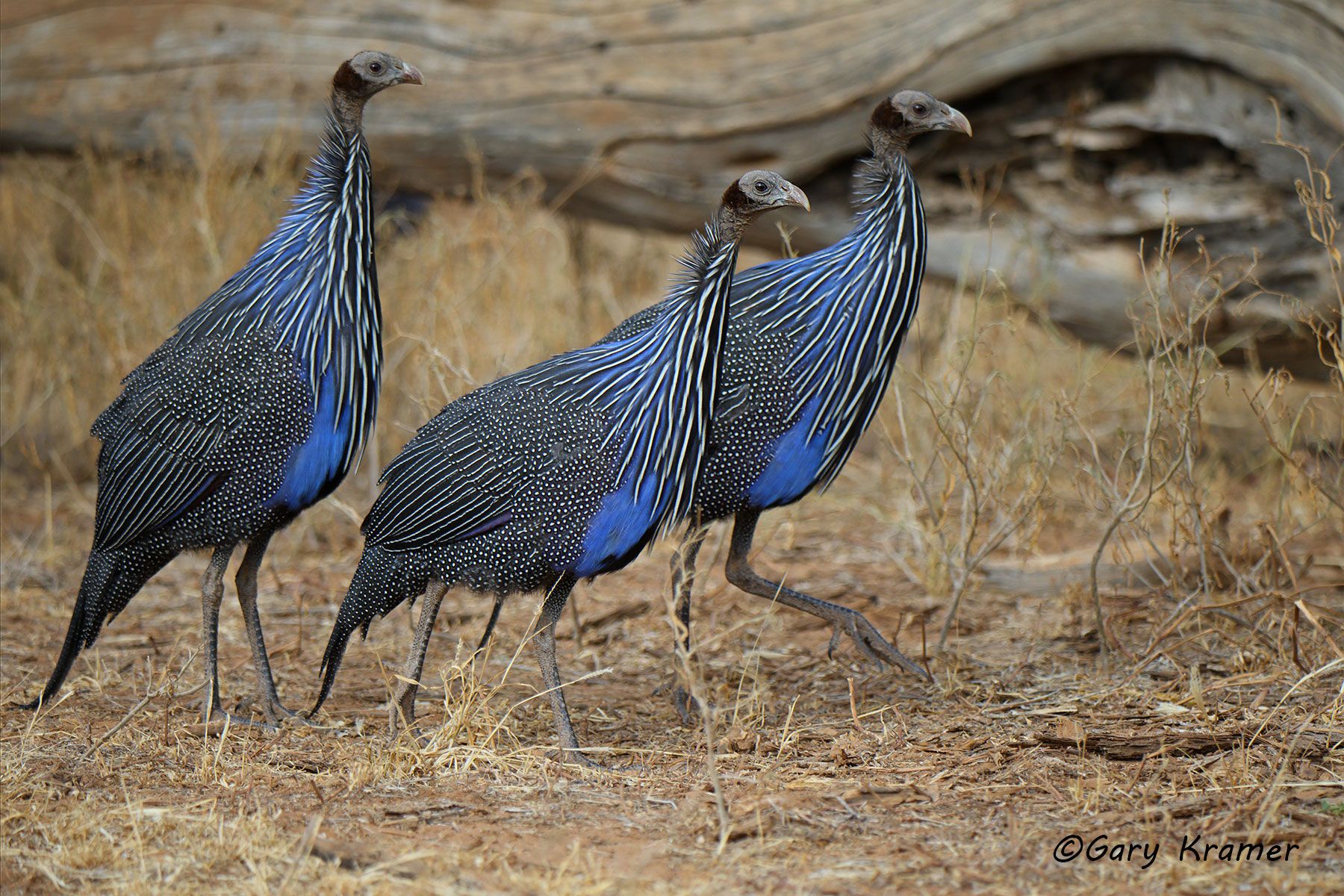 Vulturine Guineafowl (Acryllium vultruinum) Vulturine Guineafowl (Acryllium vultruinum)  - ABGv#068d