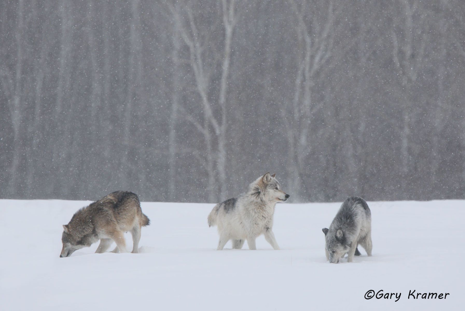 Gray Wolf (Canis lupus) - NMWg#819d