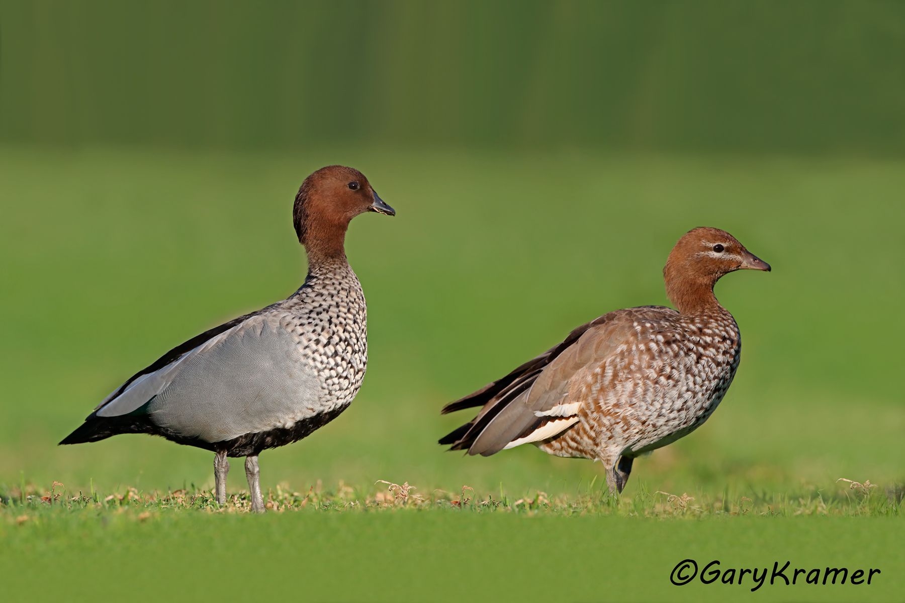 Austraian Wood Duck (Chenonetta jubata)  Austraian Wood  Duck  (Chenonetta jubata) - OBWWd#141d(2)
