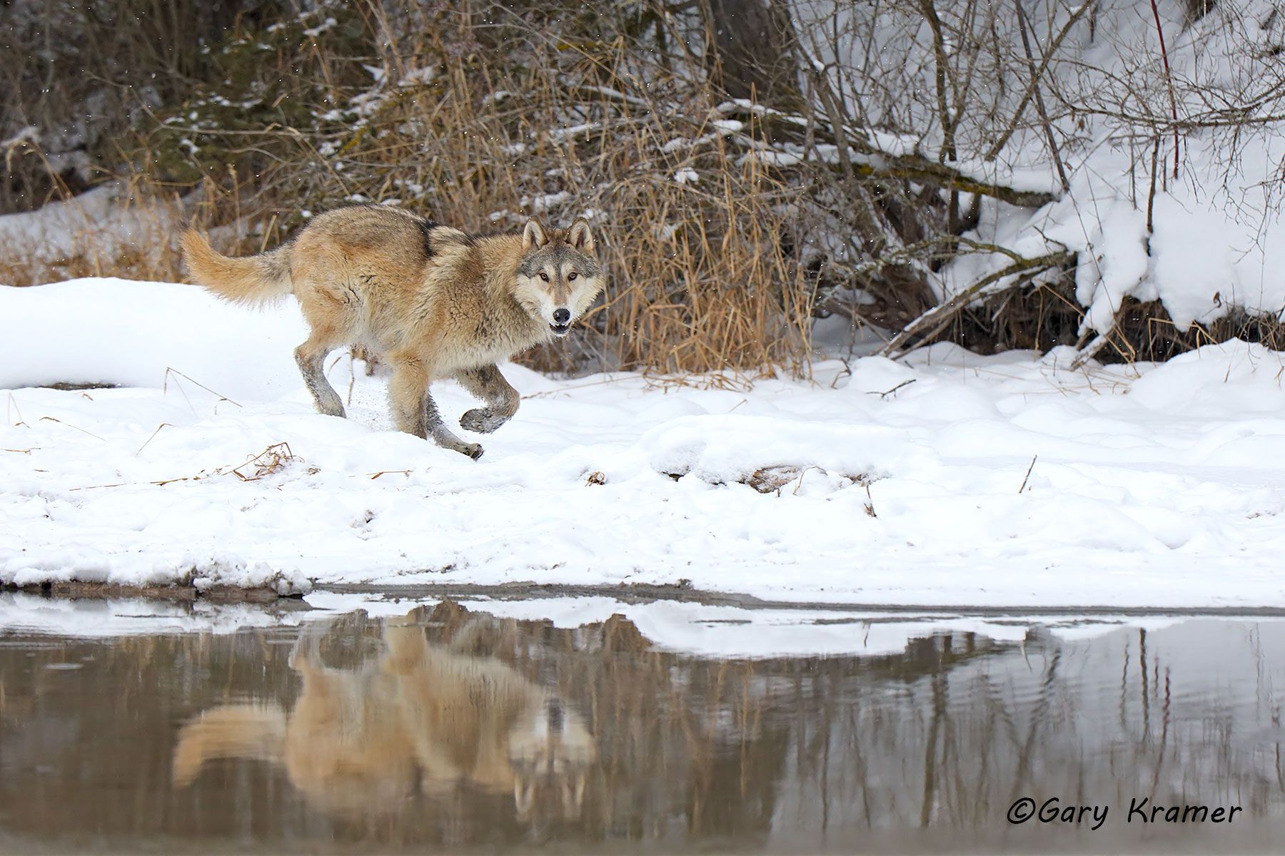 Gray Wolf (Canis lupus) - NMWg#2071d
