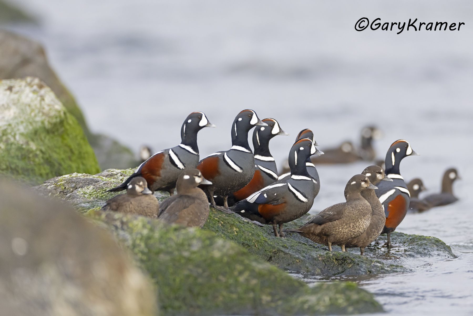 Harlequin Duck (Histrionicus histrionicus) - NBWH#481d