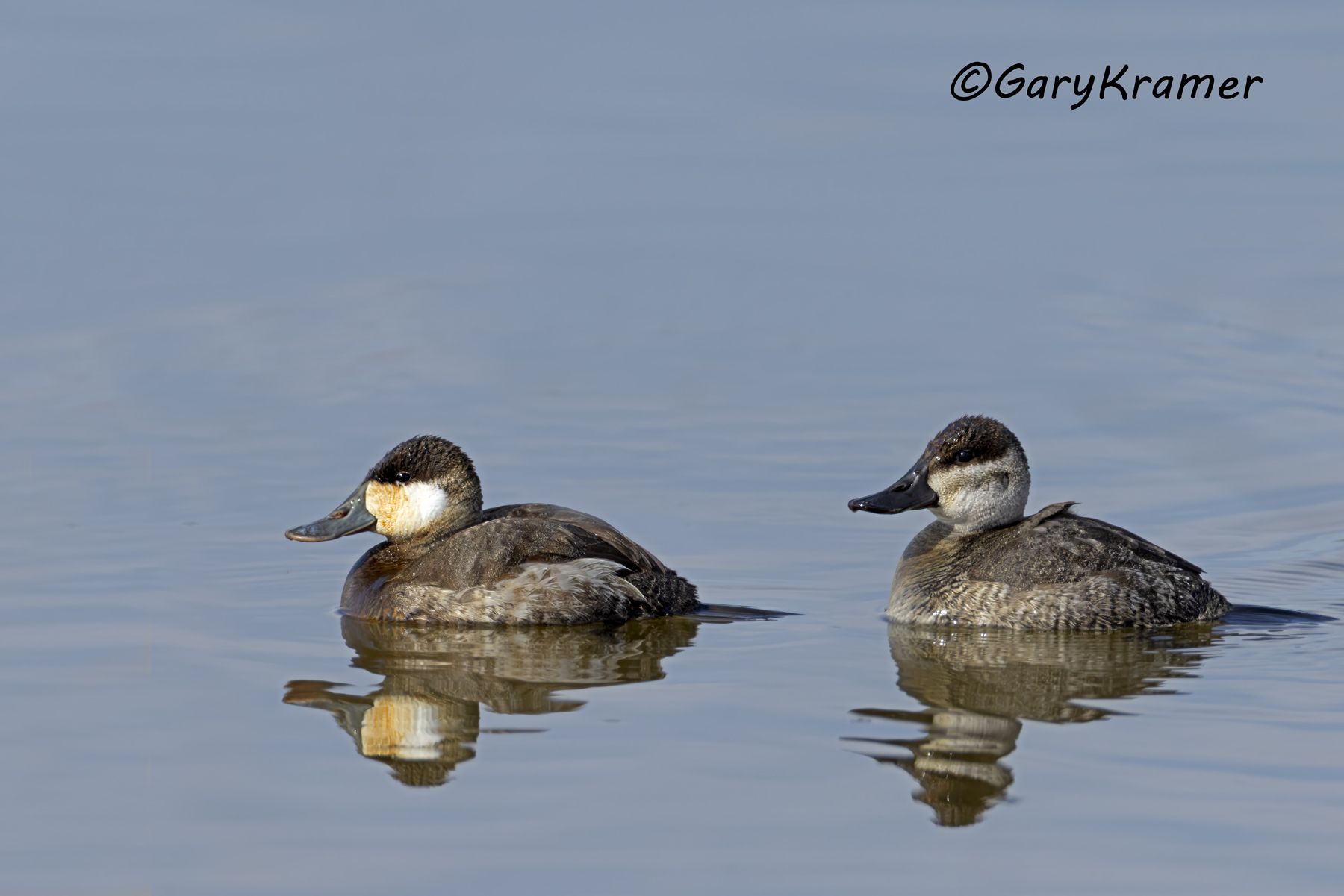 Ruddy Duck (winter) (Oxyura jamaicensis) Ruddy Duck (winter) (Oxyura jamaicensis) - NBWRw#097d(2)