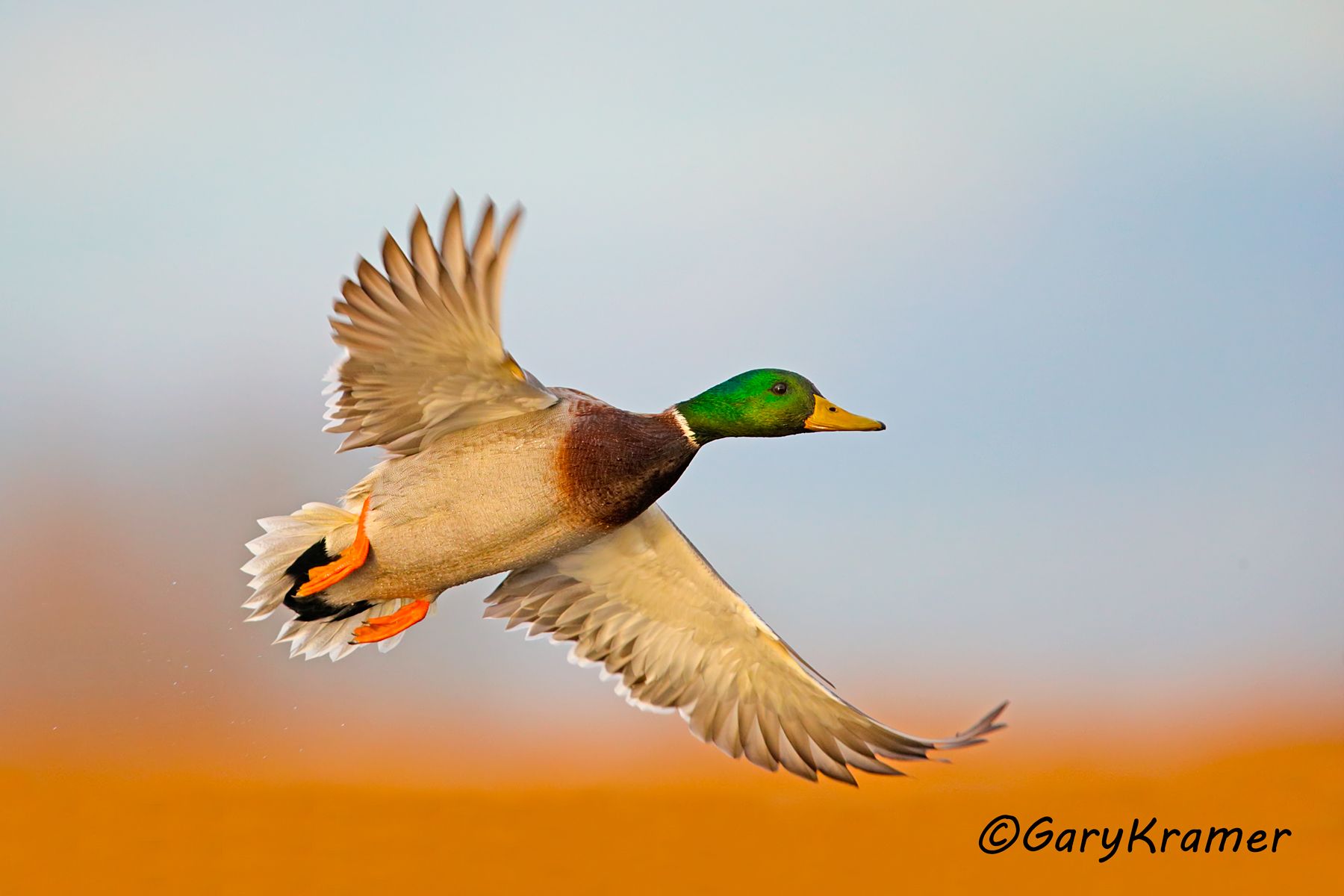 Mallard (Anas platyrhynchos) Mallard (Anas platyrhynchos) - NBWM#2938d