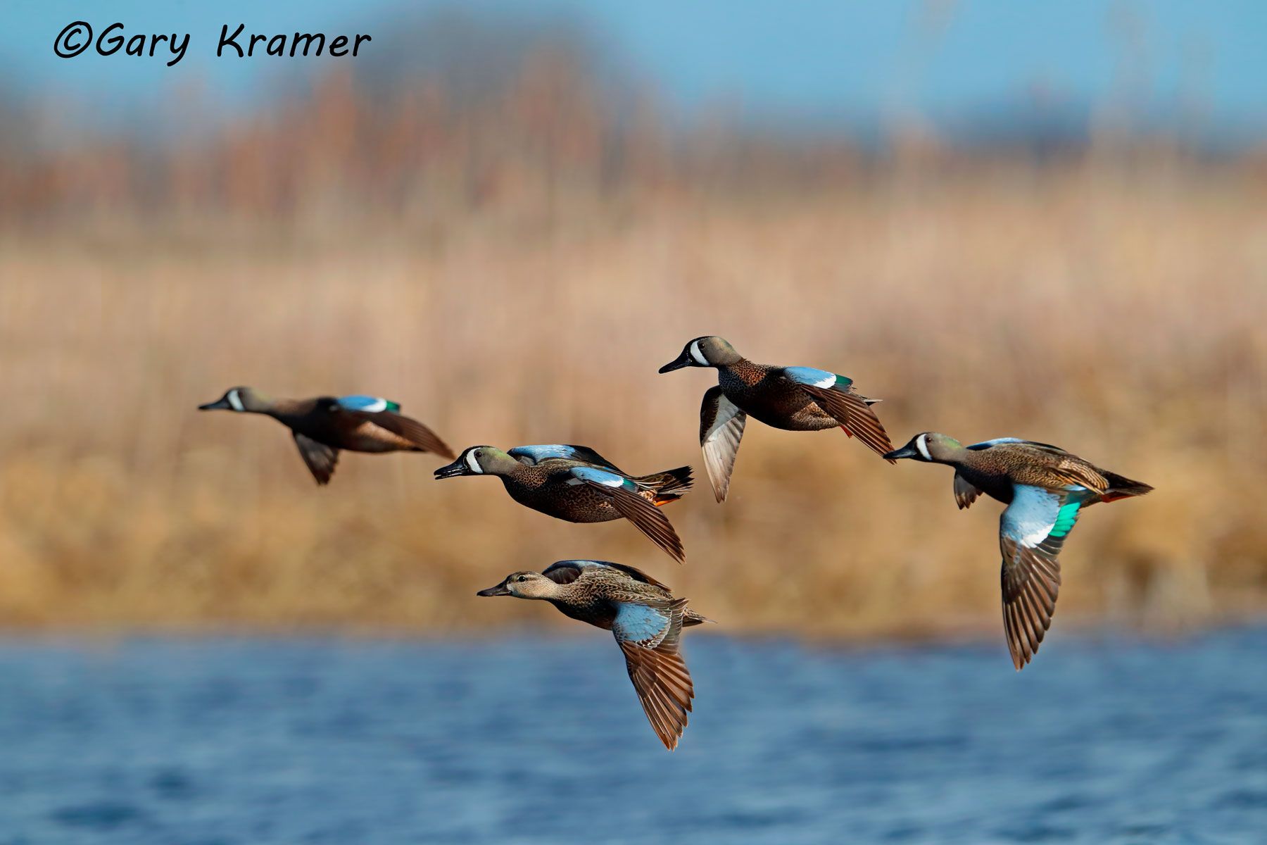 Blue-winged Teal (Spatual discors) Blue-winged Teal (Spatula discors) NBWTb#1048d