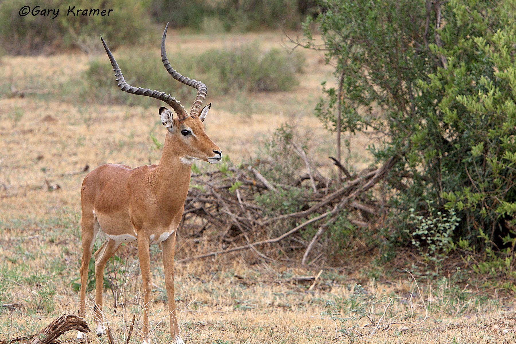 Impala (Aepyceros melampus) Impala (Aepyceros melampus) - AMUI#187d