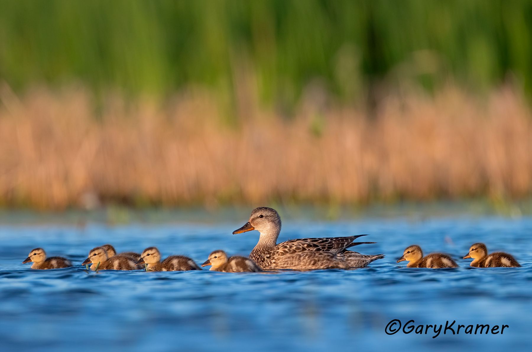 Gadwall (Anas strepera) Gadwall (Mareca strepera)- NBWG#2678d(2)