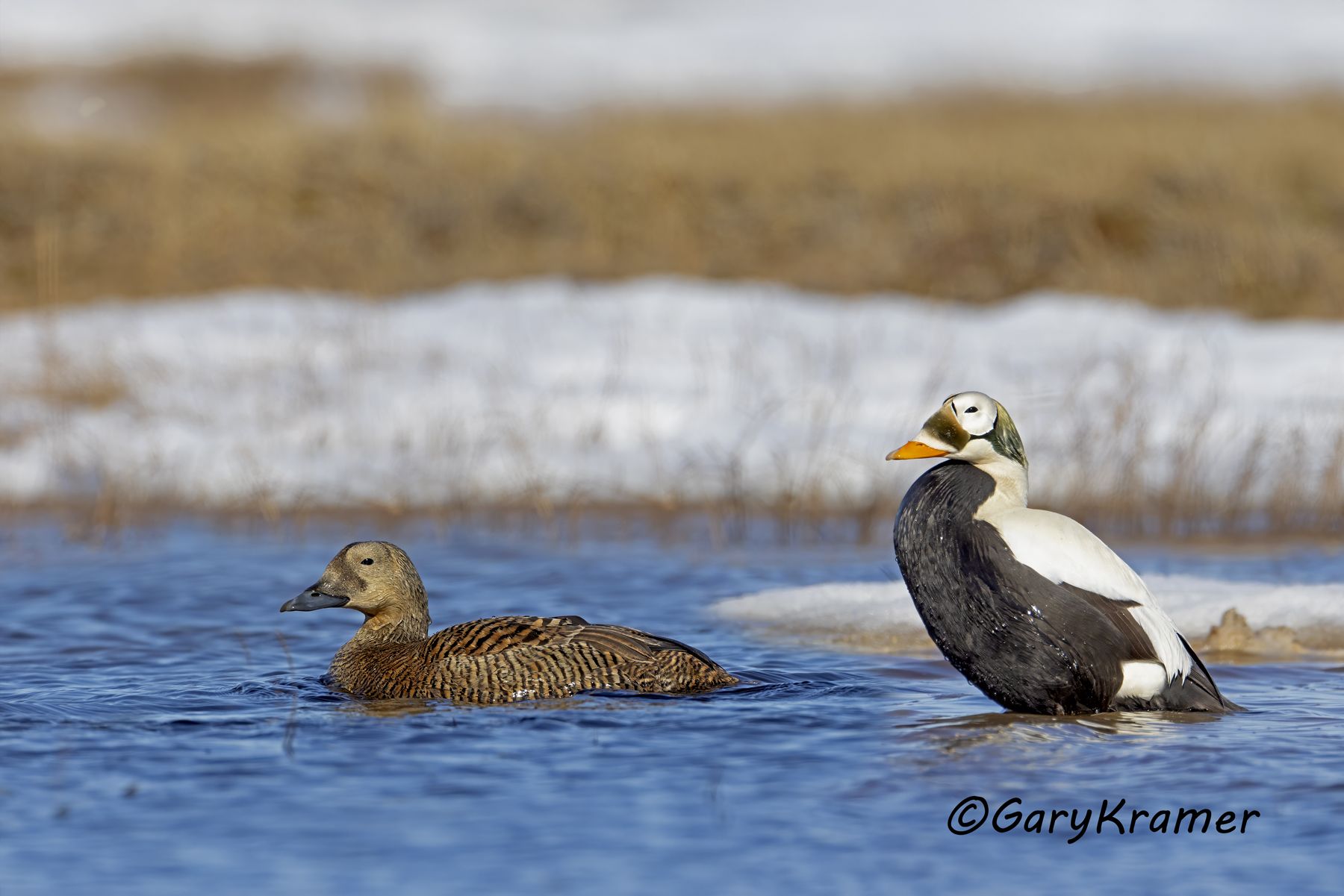 Spectacled Eider (Somateria fischeri) - NBWEs#1157d(2)