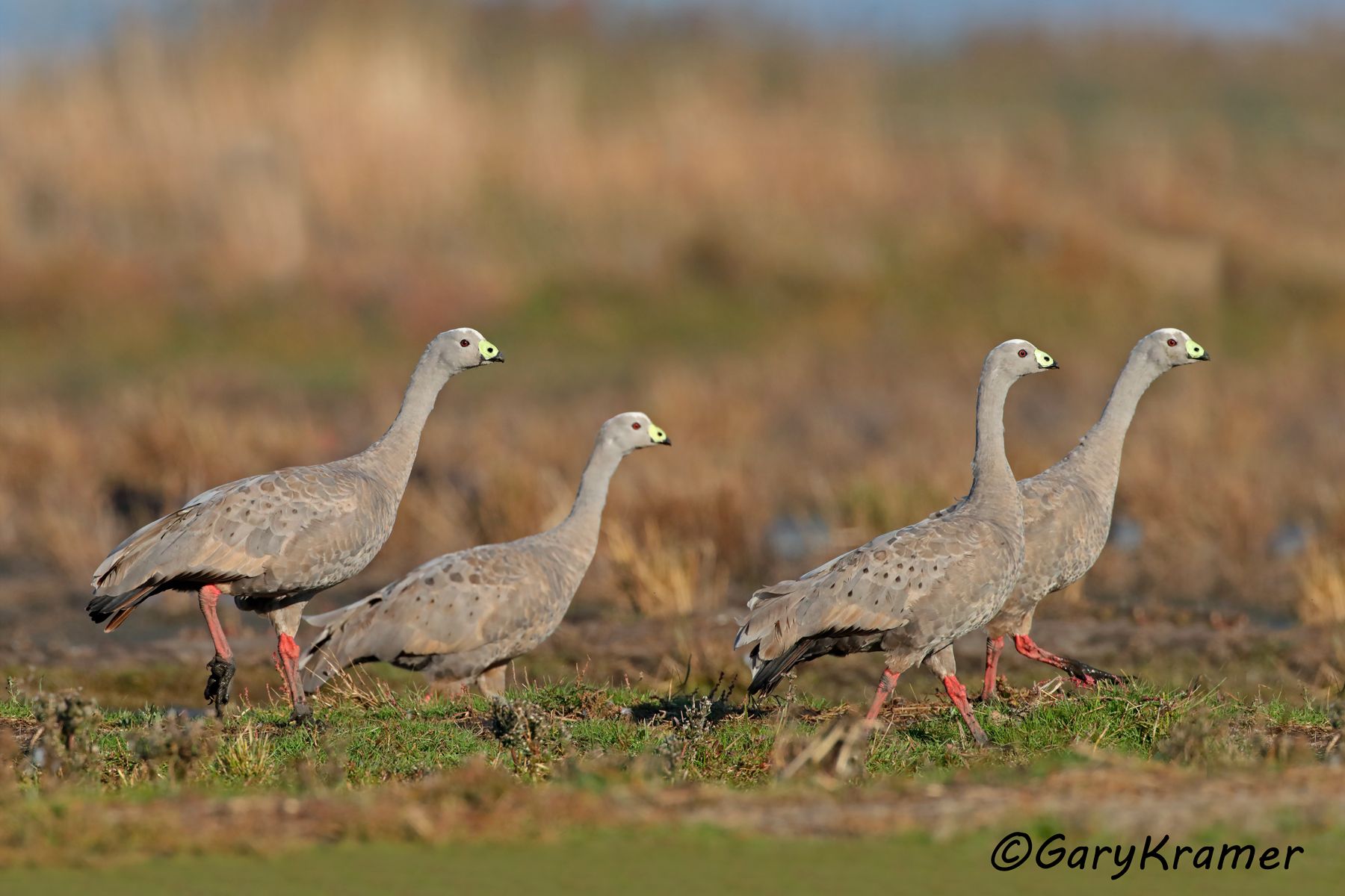 Cape Barren Goose (Cereopsis novaehollandiae)  Cape Barren Goose (Cereopsis novaehollandiae) - OBWG#136d