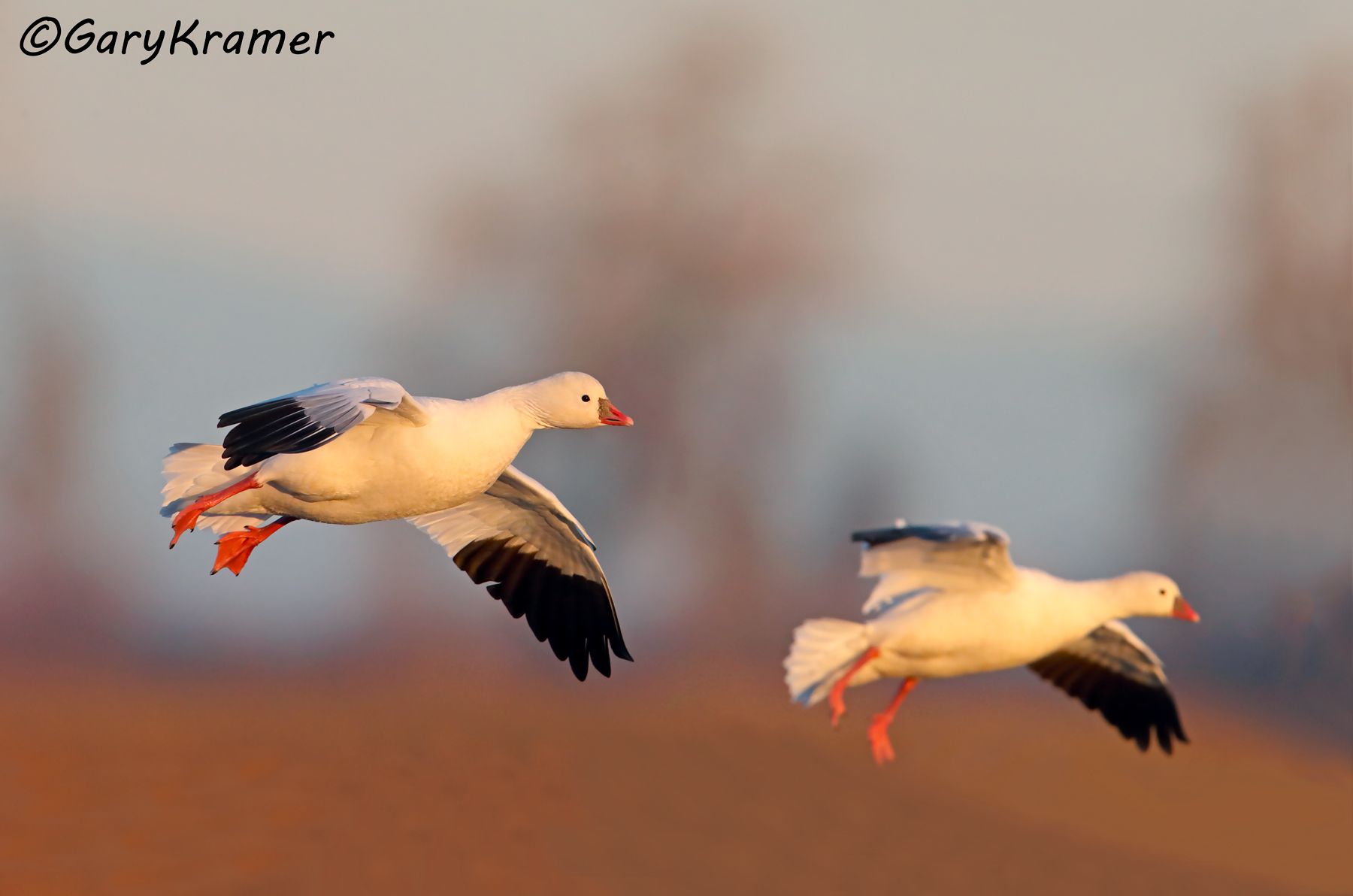 Ross's Goose (Anser rossii) - NBWRg#1066d