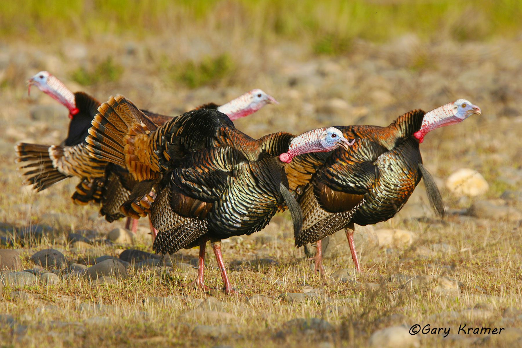 Wild Turkey (Rio Grande) (Meleagris gallopavo intermedia) by GaryKramer.net, 530-934-3873, gkramer@cwo.com - Published: American Sportsman Calendar 2014 Wild Turkey (Rio Grande) (Meleagris gallopavo intermedia) - NBGTr#1017d