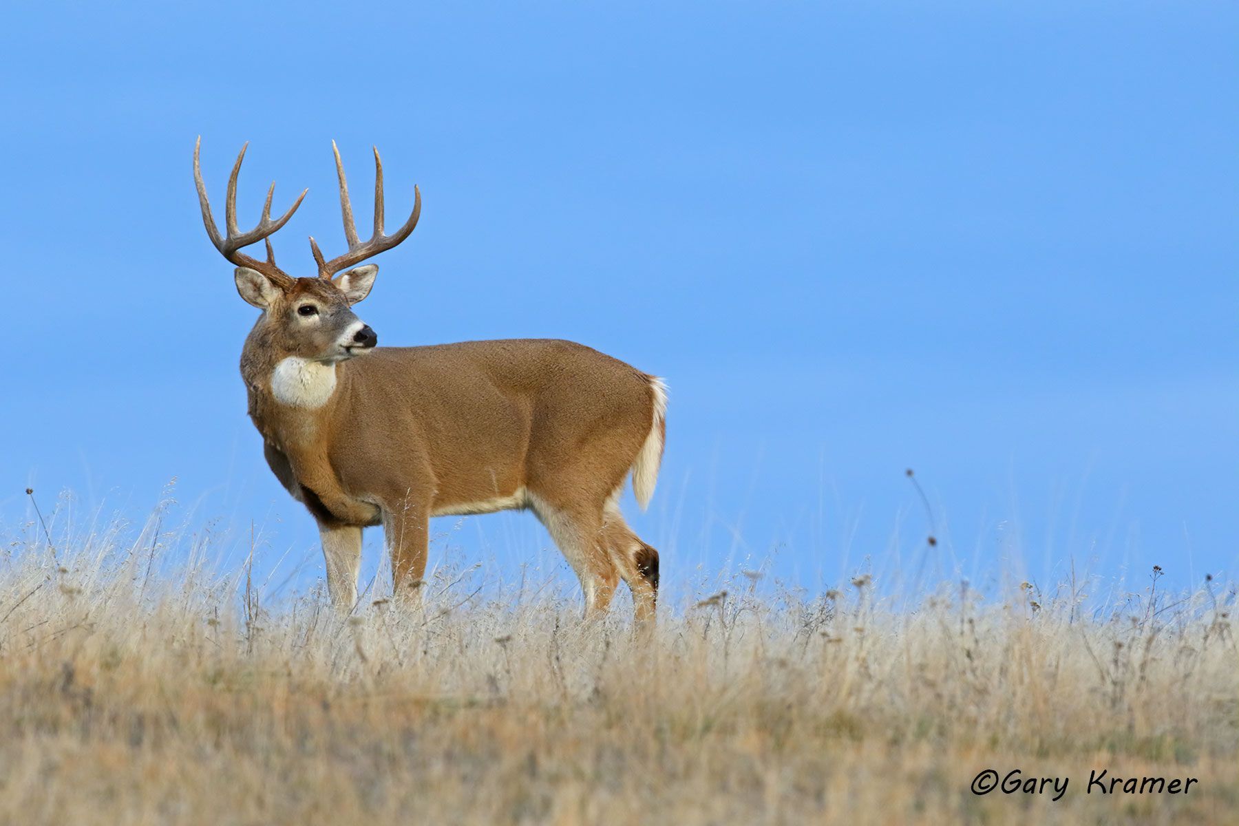 White-tailed Deer (Odocoileus virinianus) - NMDW#1474d