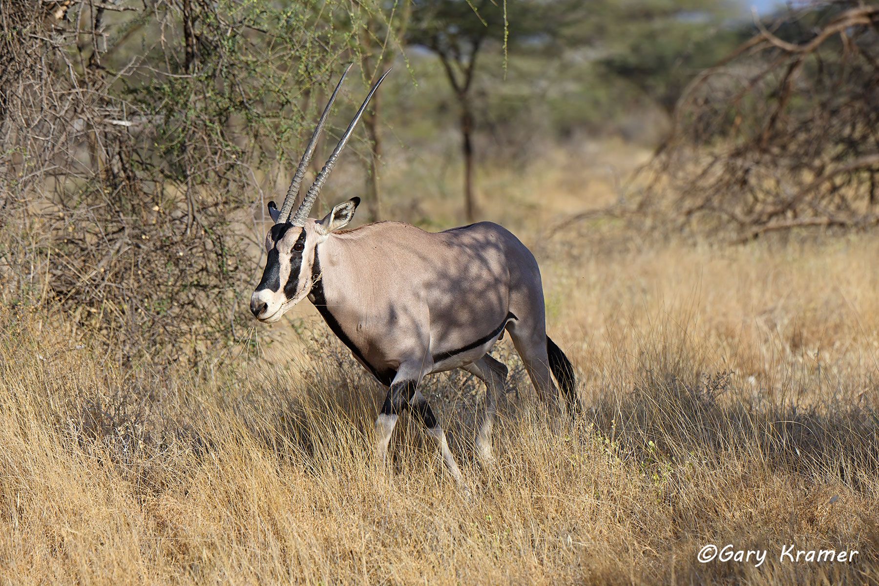 Kudu - Sable - Gemsbok - Gary Kramer Photographer / Writer