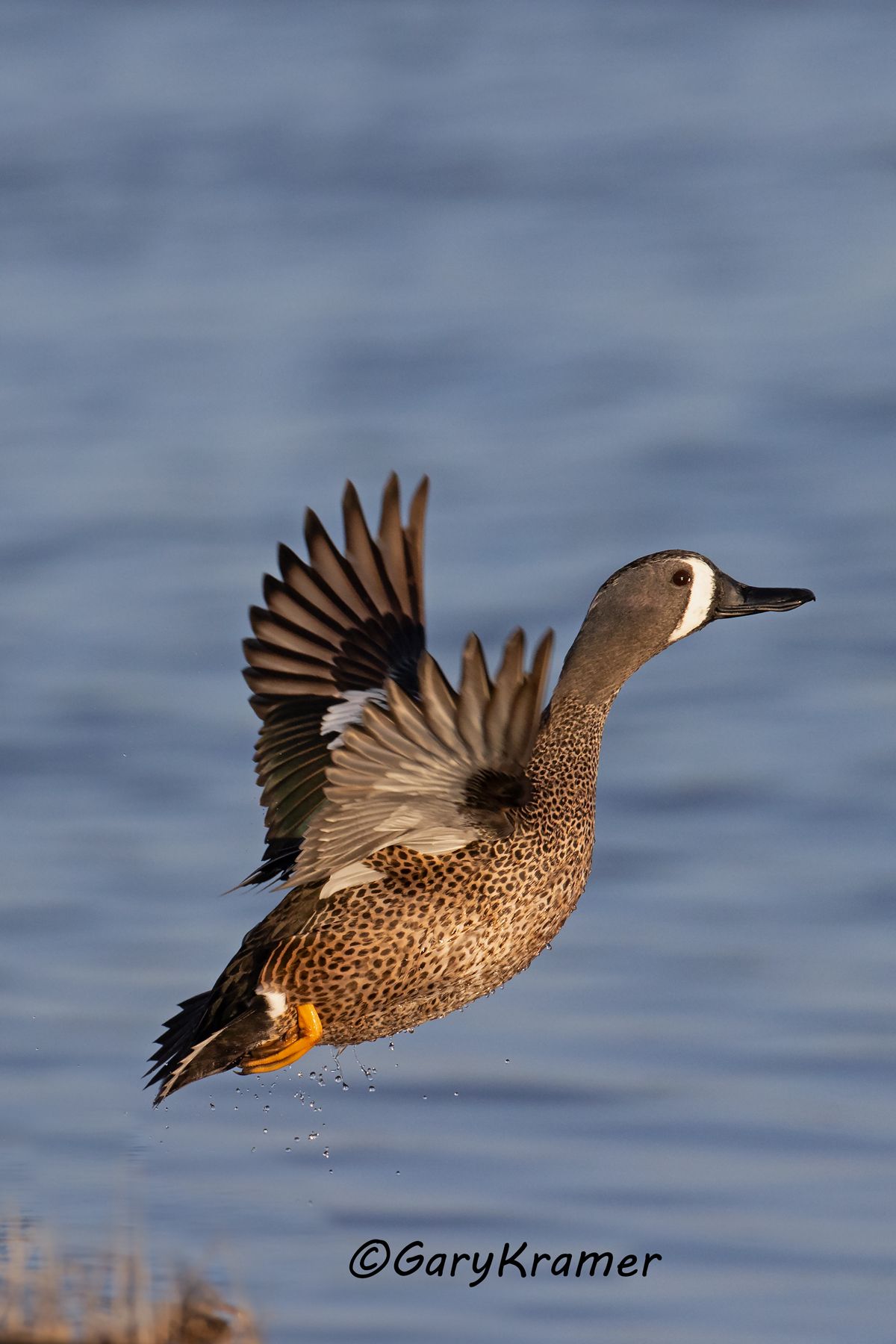 Blue-winged Teal (Anas discors) - NBWTb#1391d(2)