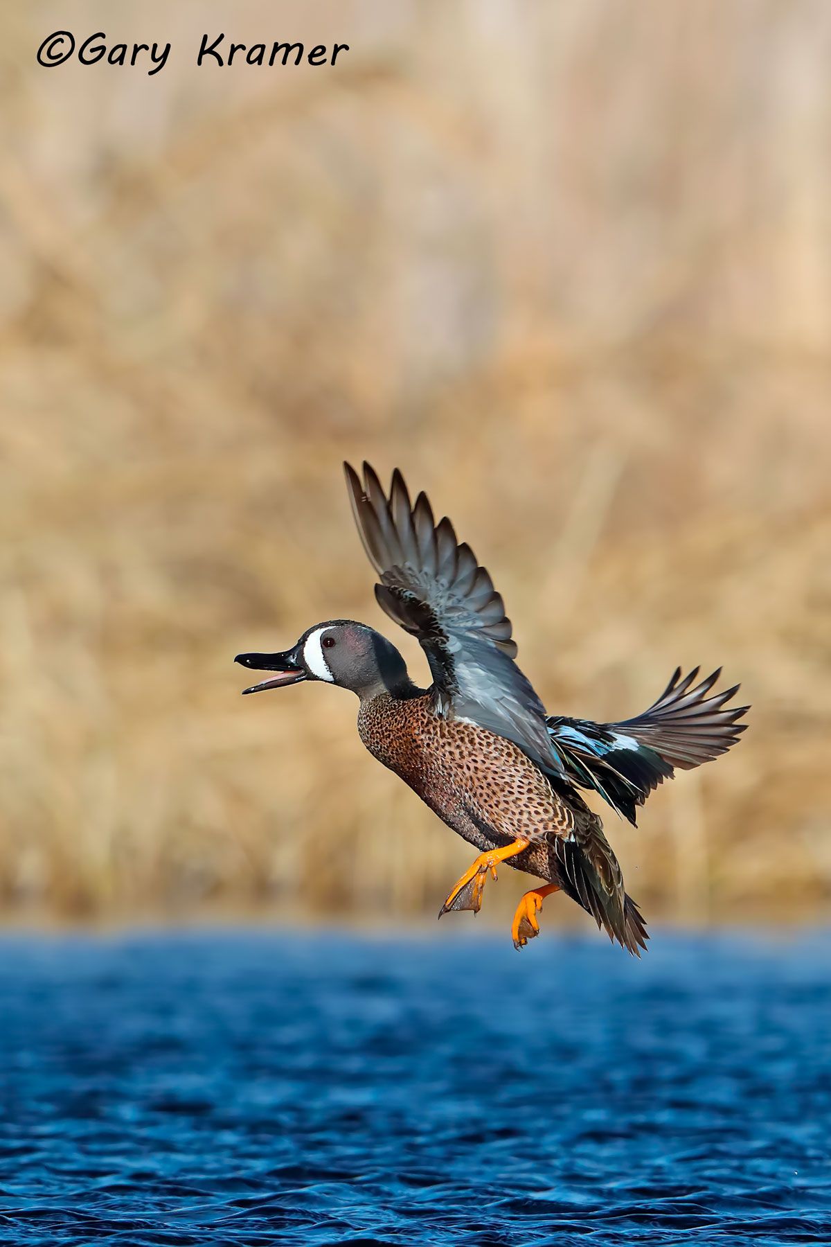 Blue-winged Teal (Spatula discors) Blue-winged Teal (Spatula discors) - NBWTb#1065d(2)