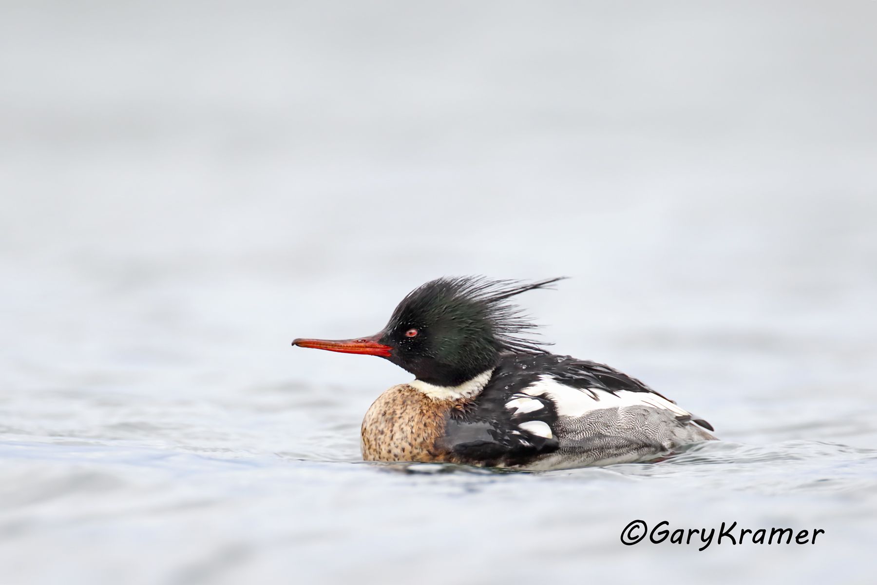 Red-breasted Merganser (Mergus serrator) - NBWMr#199d