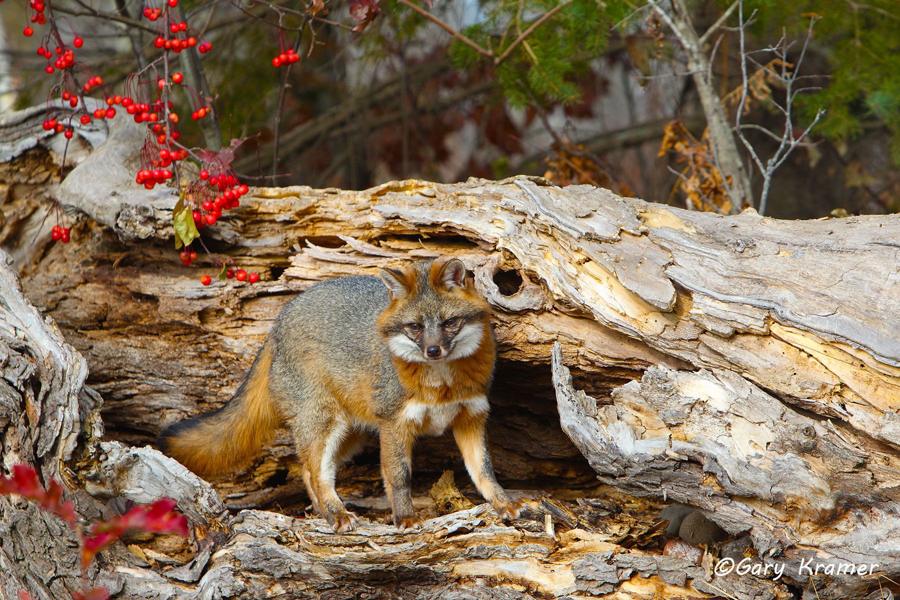 Gray Fox (Uricyon cinereoargenteus) - NMFg#252d