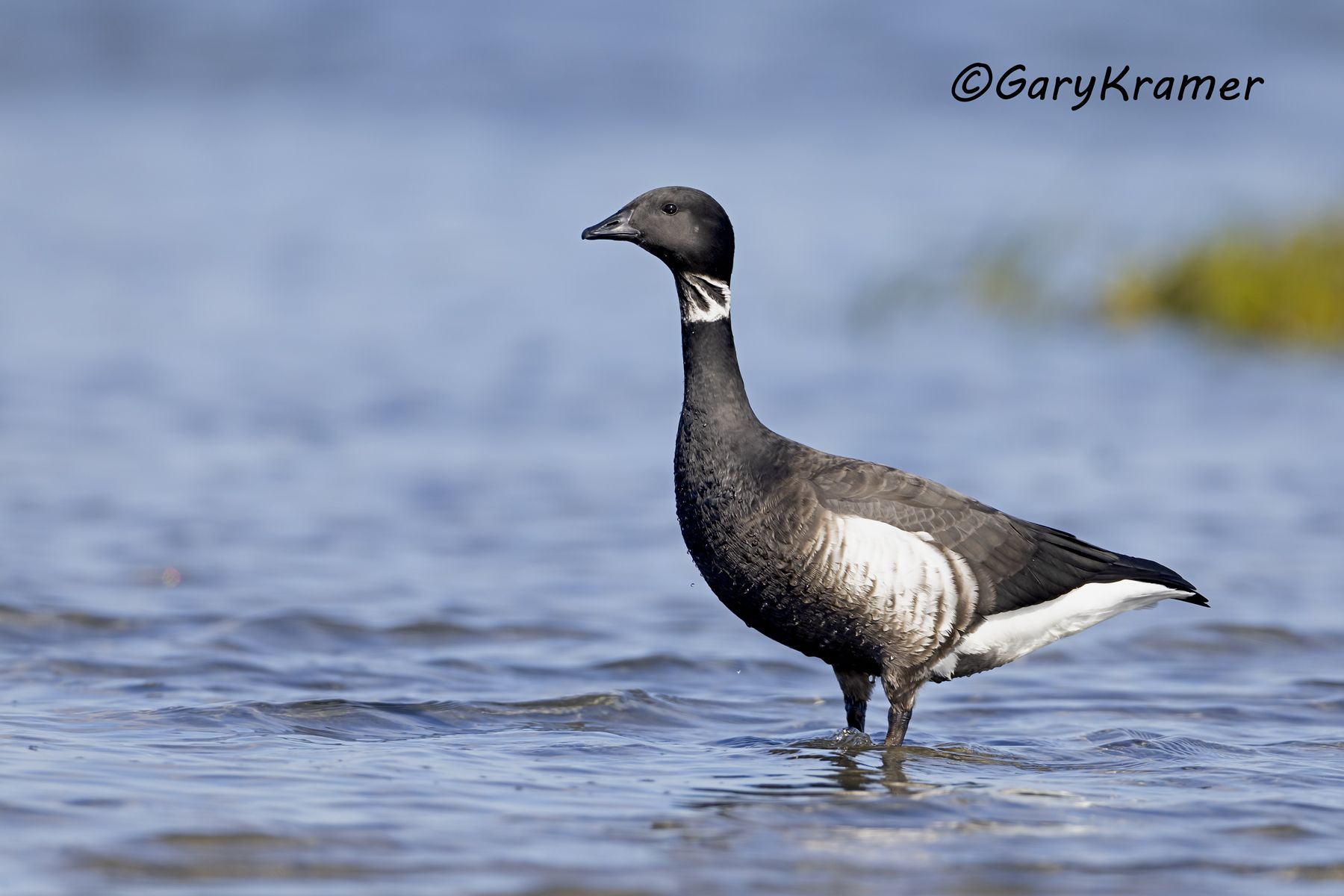 Black (Pacific) Brant (Branta bernicla nigricans) - NBWBp#1660d