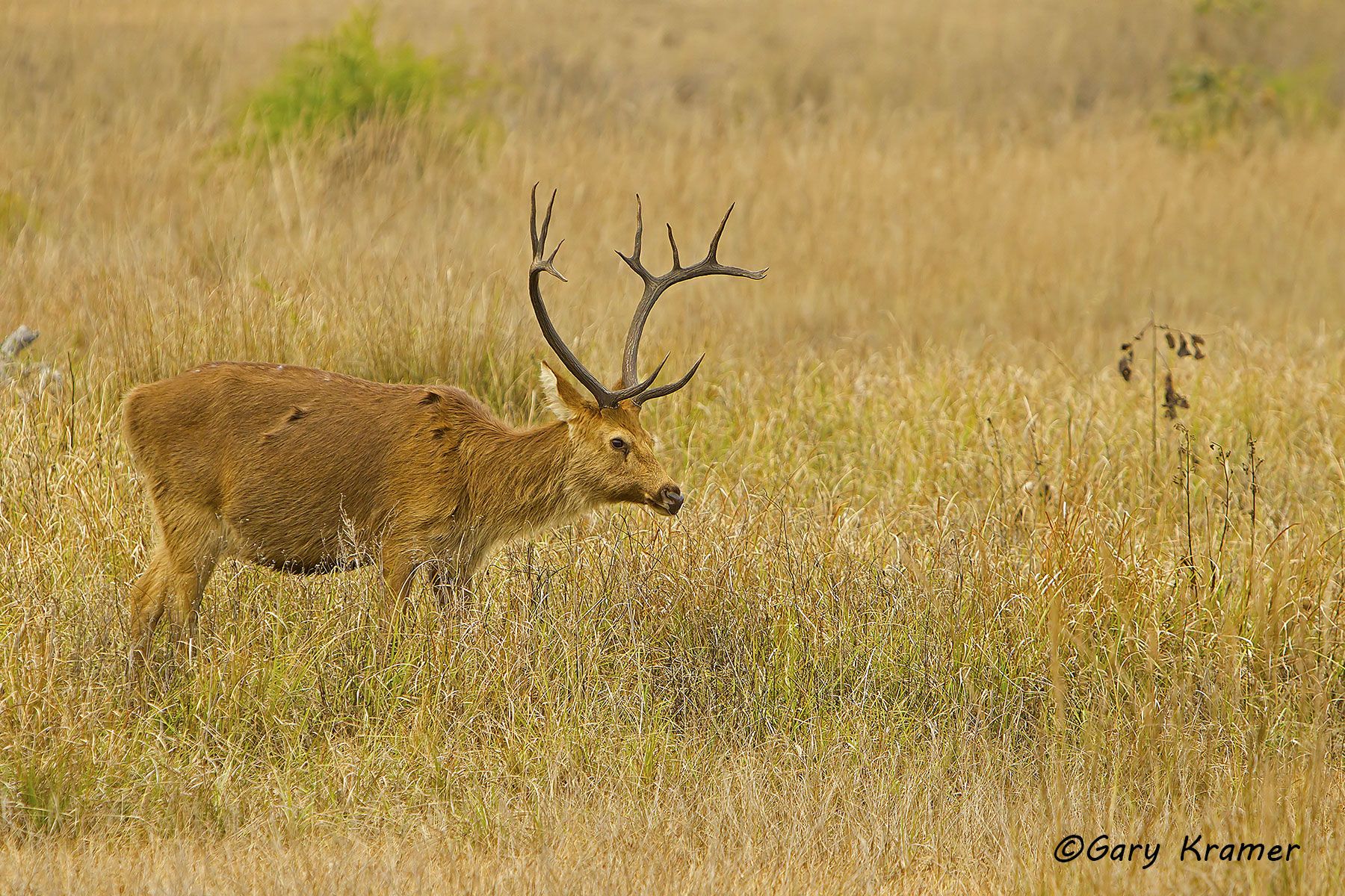 Swamp Deer (Barasingha) (Cervus duvaucel) Swamp Deer (Barasingha) (Cervus duvaucel) - IMDsb#036d