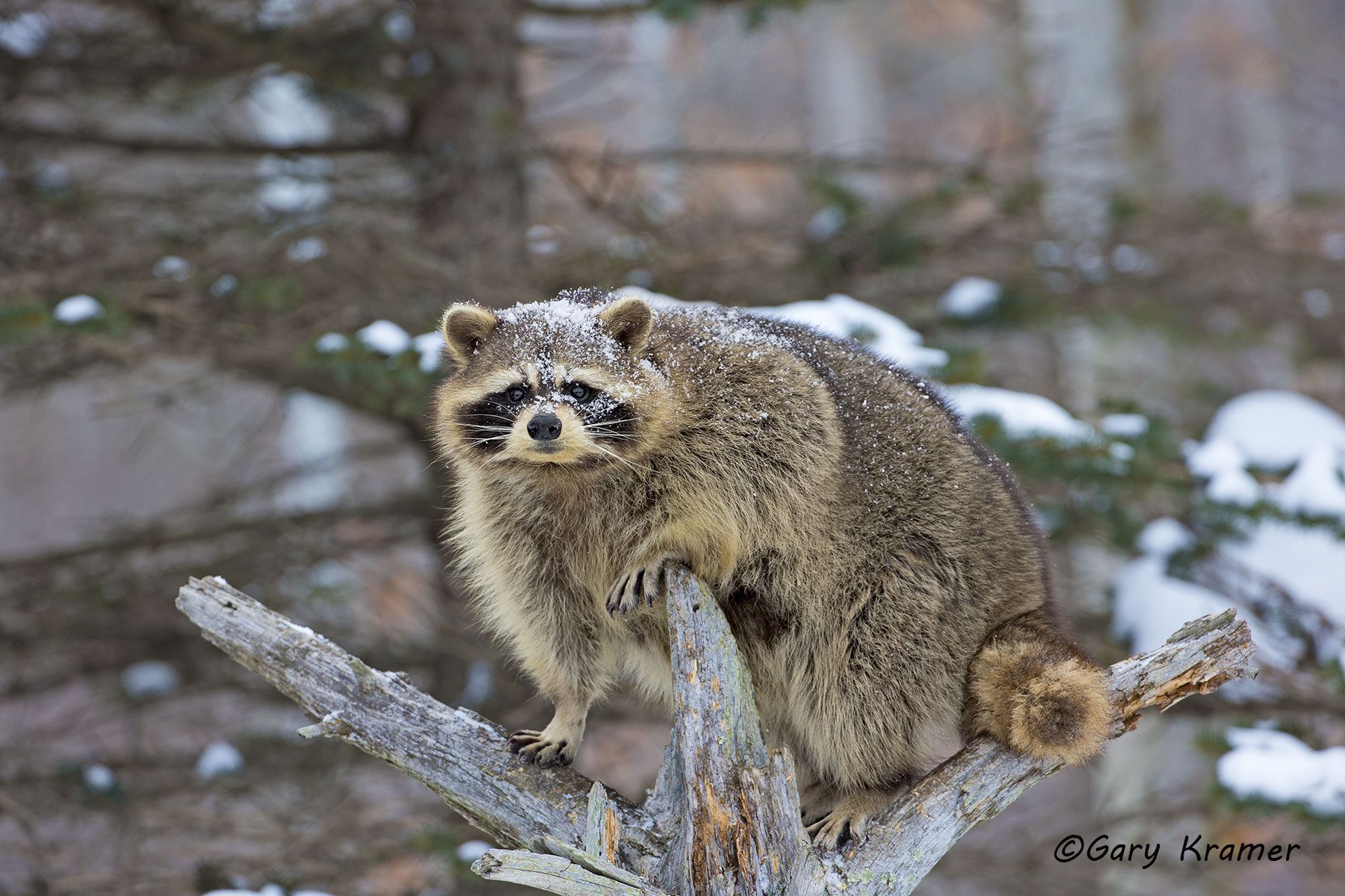 Raccoon (Procyon lotor) by GaryKramer.net, 530-934-3873, gkramer@cwo.com Raccoon (Procyon lotor) - NMMR#480d