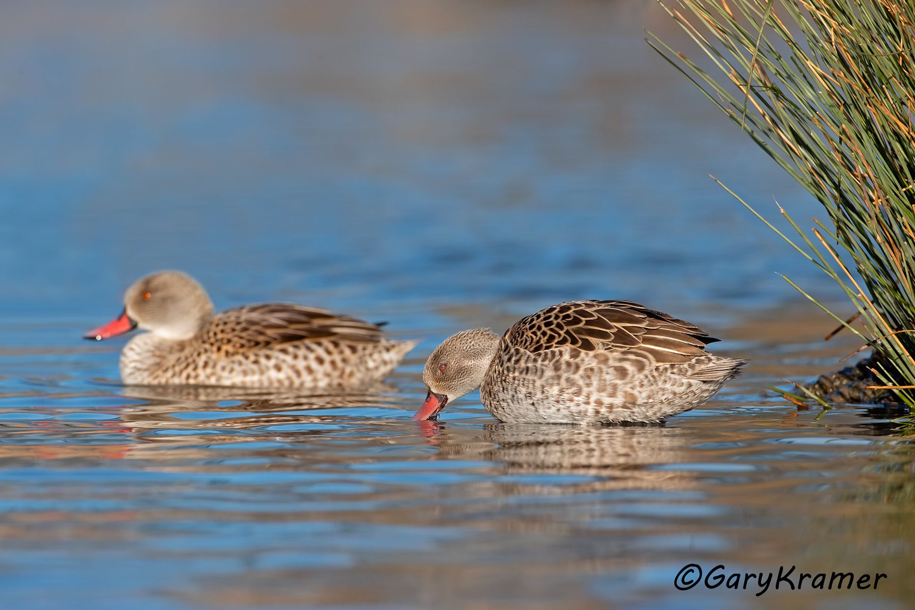 Cape Teal (Anas capensis)  Cape Teal (Anas capensis) - ABWCt#160d(2) (South Afrcia)