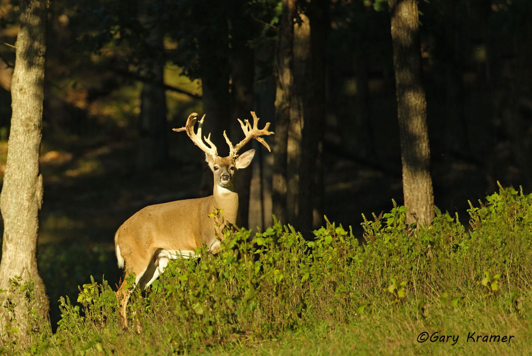 White-tailed Deer (Odocoileus virginianus) by GaryKramer.net, 530-934-3873, gkramer@cwo.com White-tailed Deer (Odocoileus virinianus) - NMDW#1008d