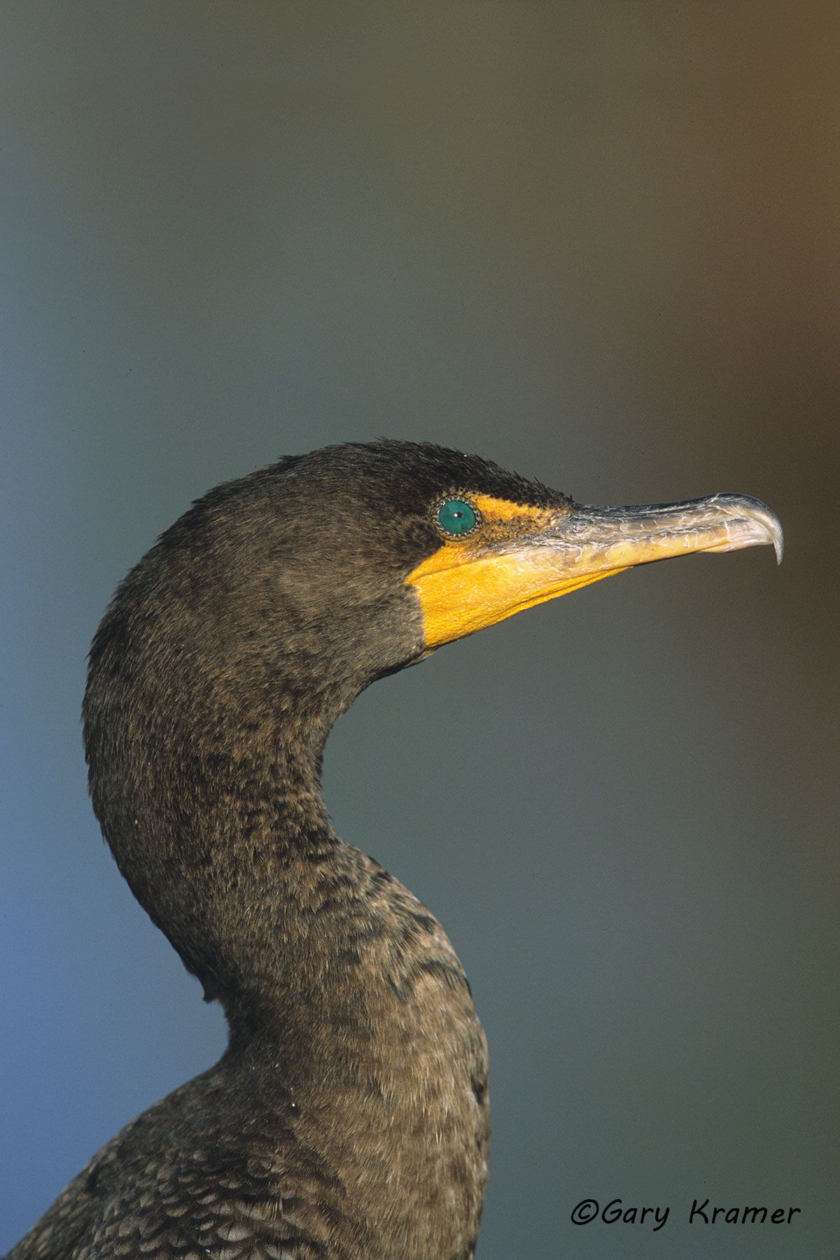Double-crested Cormorant (Phalacrocorax auritus) Double-crested Cormorant (Phalacrocorax auritus) - NBCD#015