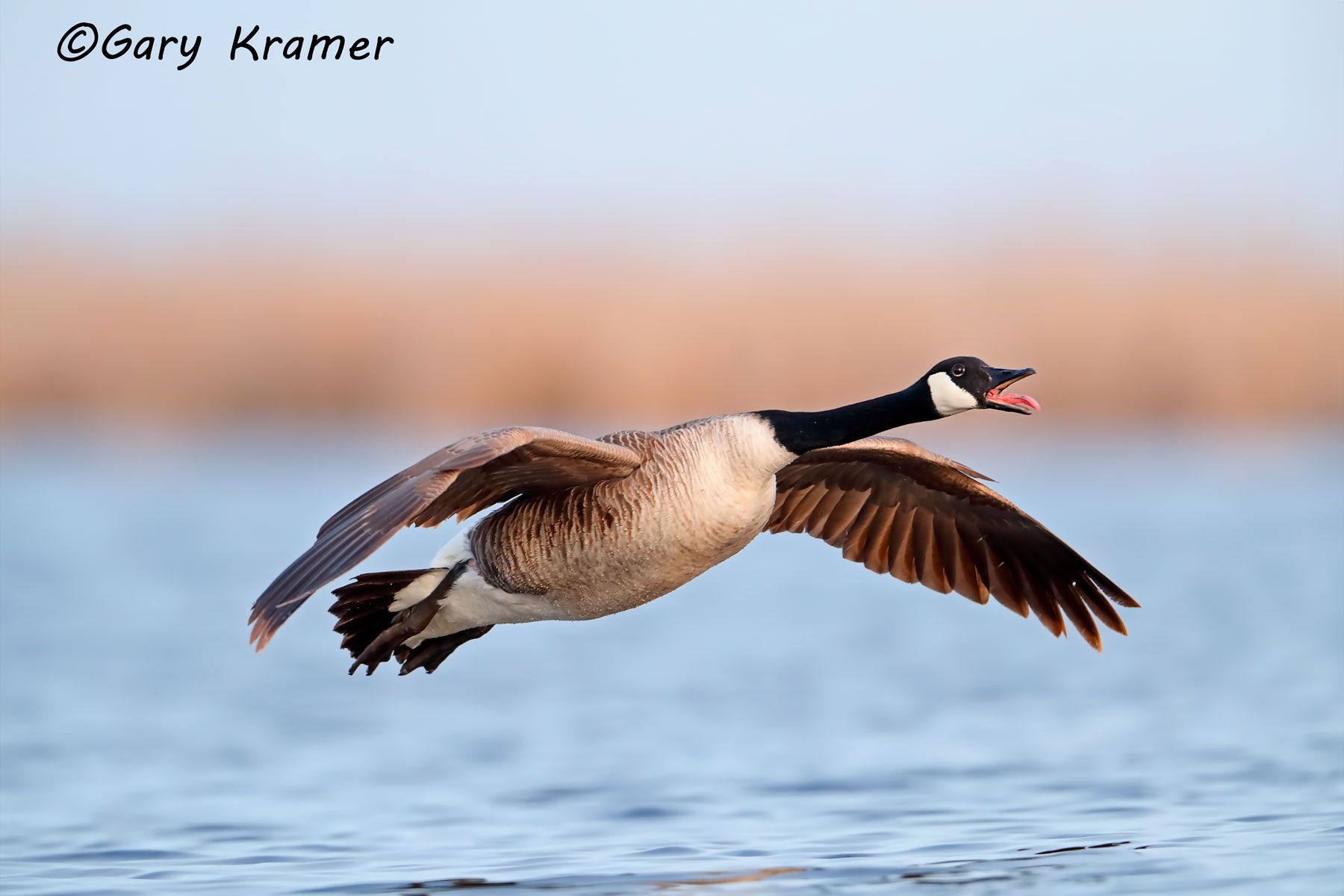 Canada Goose (Giant) (Branta canadensis maxima) Canada Goose (Giant) (Branta canadensis maxima) - NBWCg#1148d