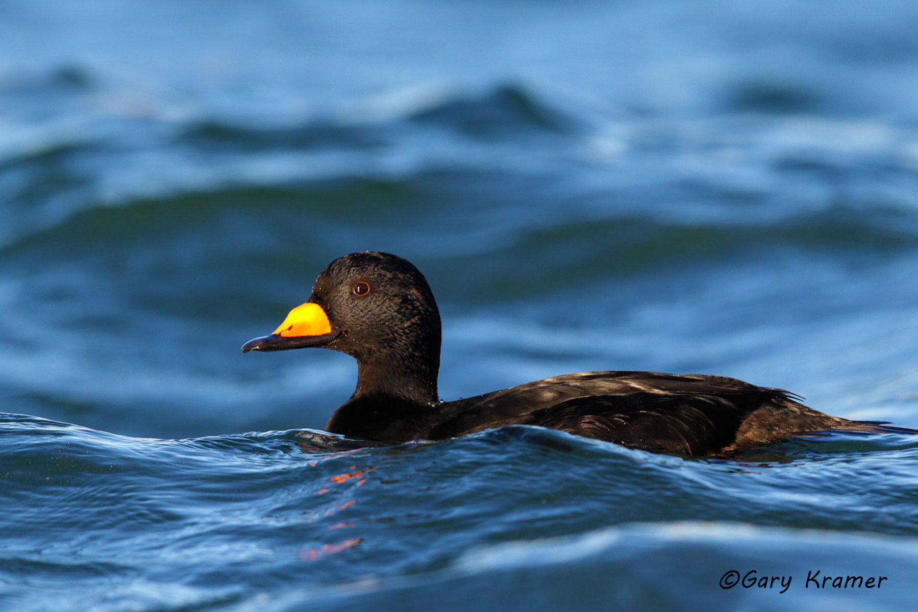 Black Scoter (Melanitta nigra) - NBWSb#183d