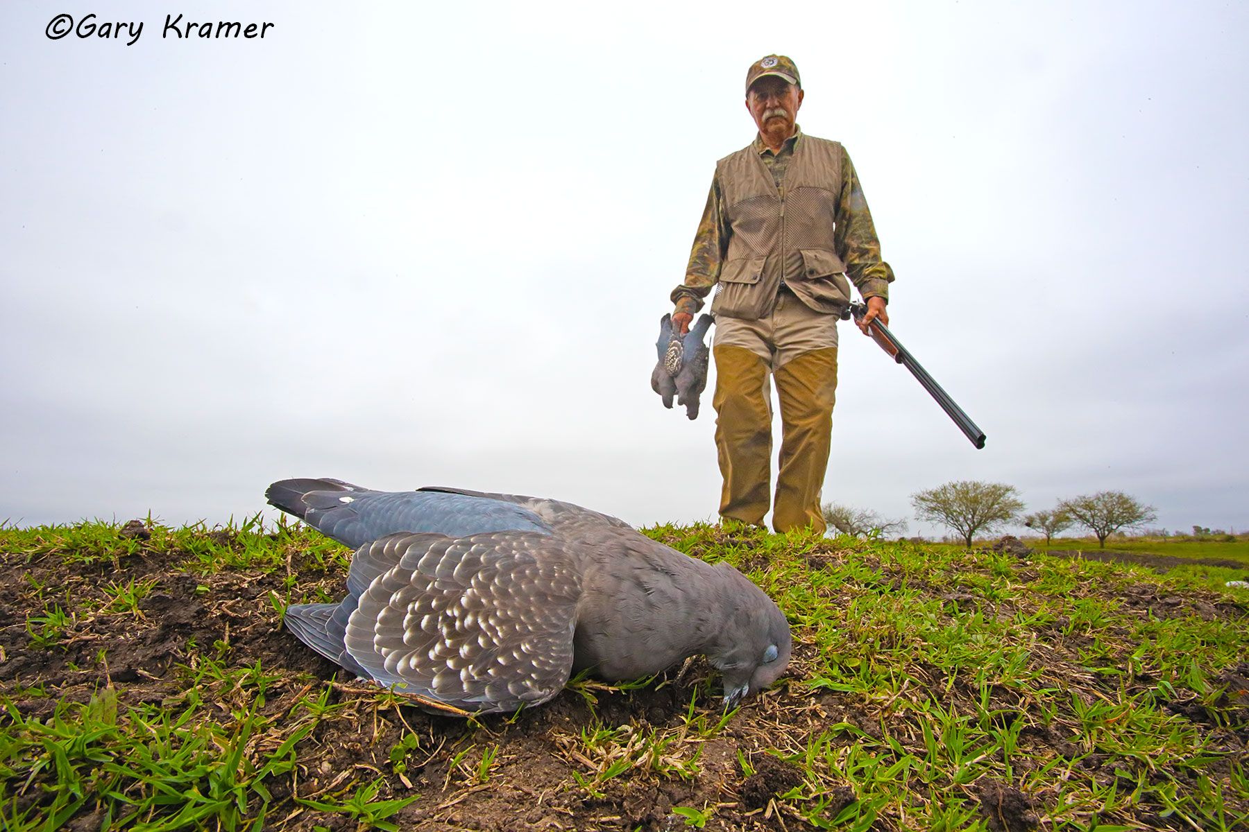 Hunter w/Spot-winged Pigeons, Argentina/Uruguay Hunter w/Spot-winged Pigeons, Argentina- SHs#017d
