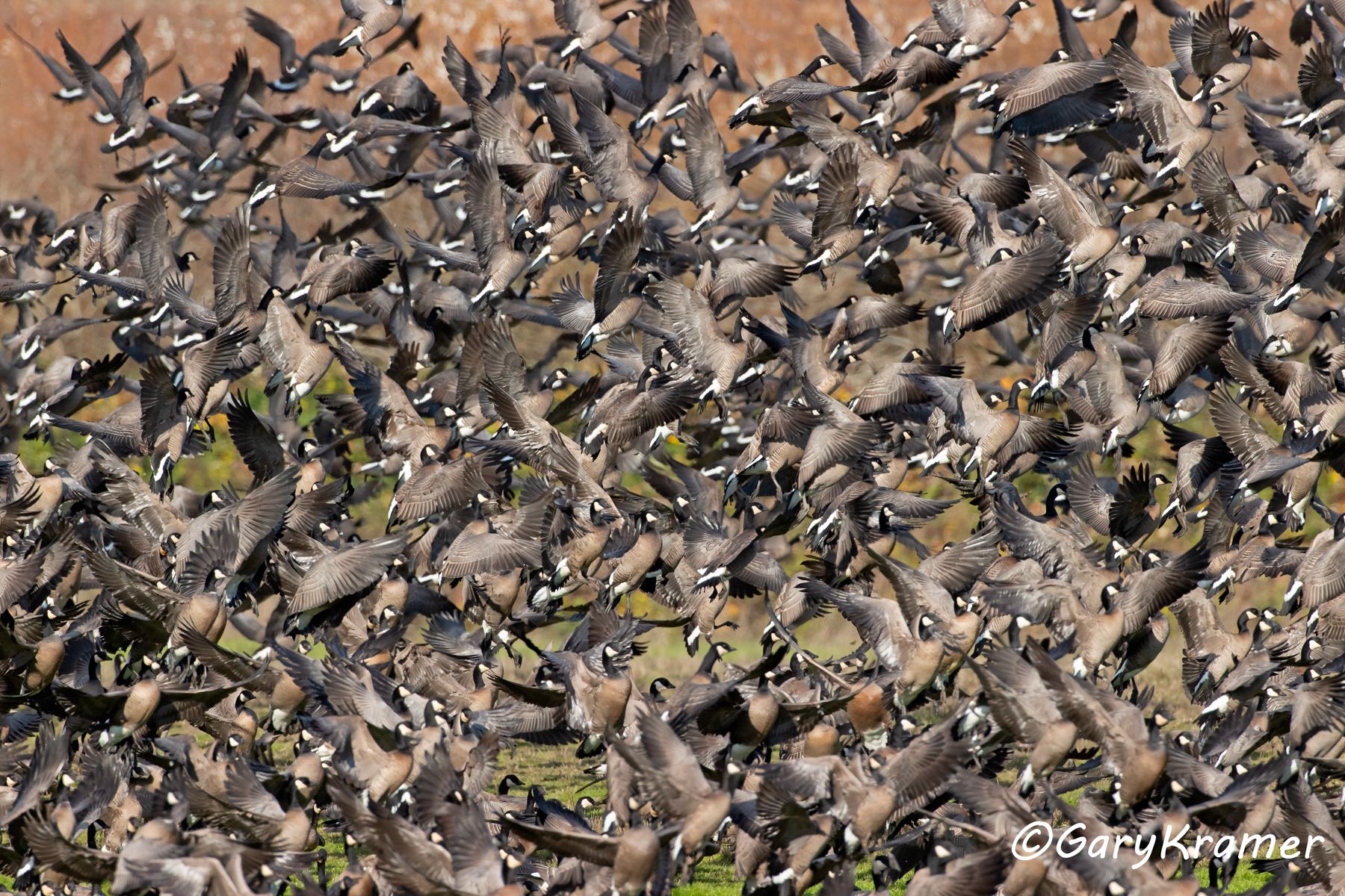 Cackling Goose (Anser hutchinsii minima) Cackling Goose (Pacific) (Anser hutchinsii minima) - NBWCc#056d