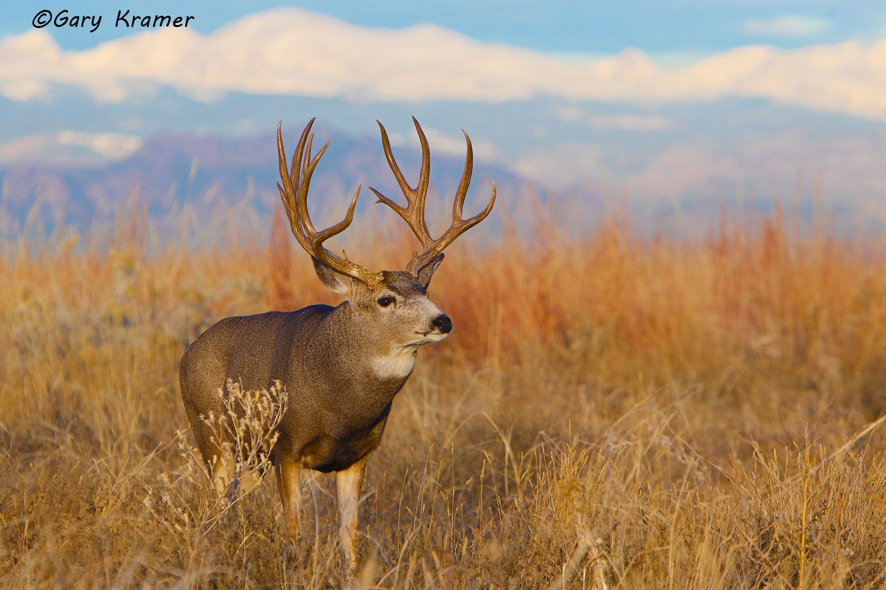 Mule Deer (Odocoileus hemionus hemionus) by GaryKramer.net, 530-934-3873, gkramer@cwo.com - Published: Silver Creek Press Mule Deer Calendar 2016 Mule Deer (Odocoileus hemionus hemionus) - NMDM#972d