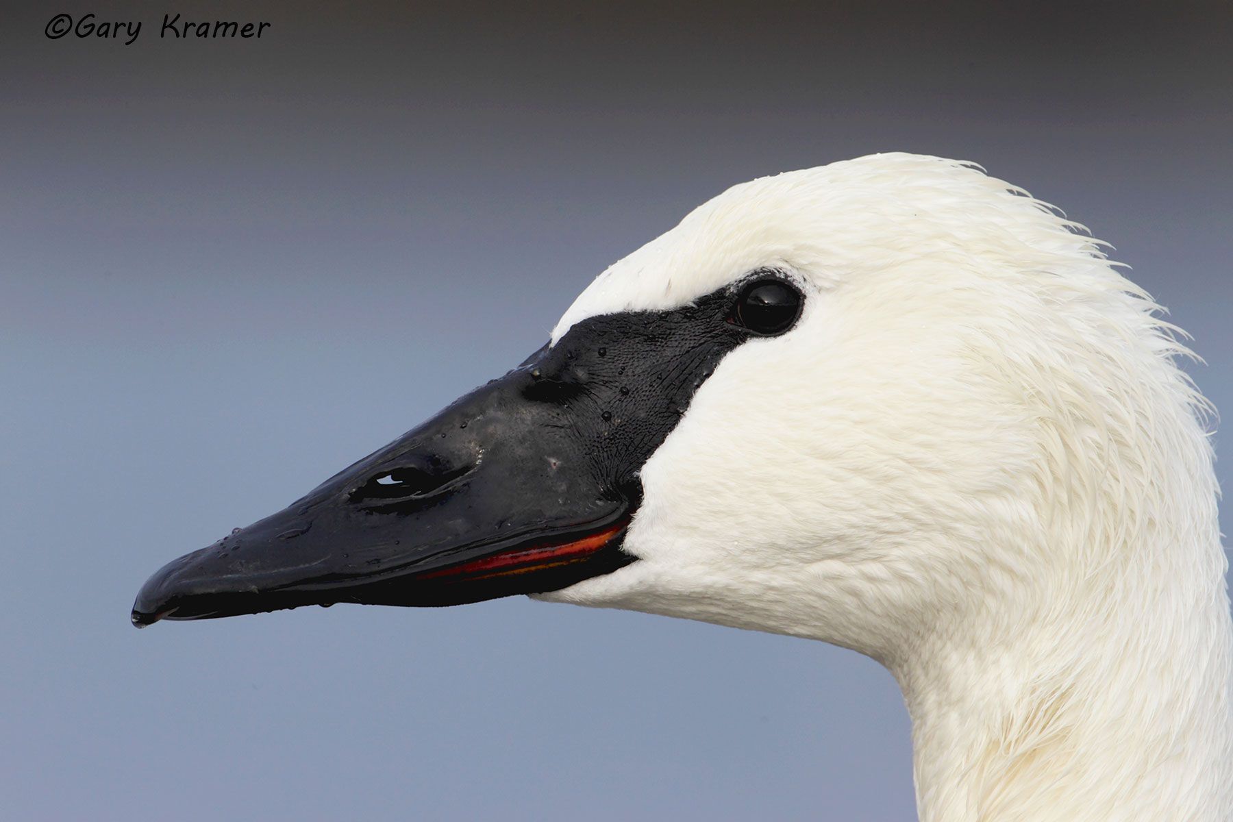 Trumpeter Swan (Cygnus buccinator) Trumpeter Swan (Cygnus buccinator) - NBWSt#060d