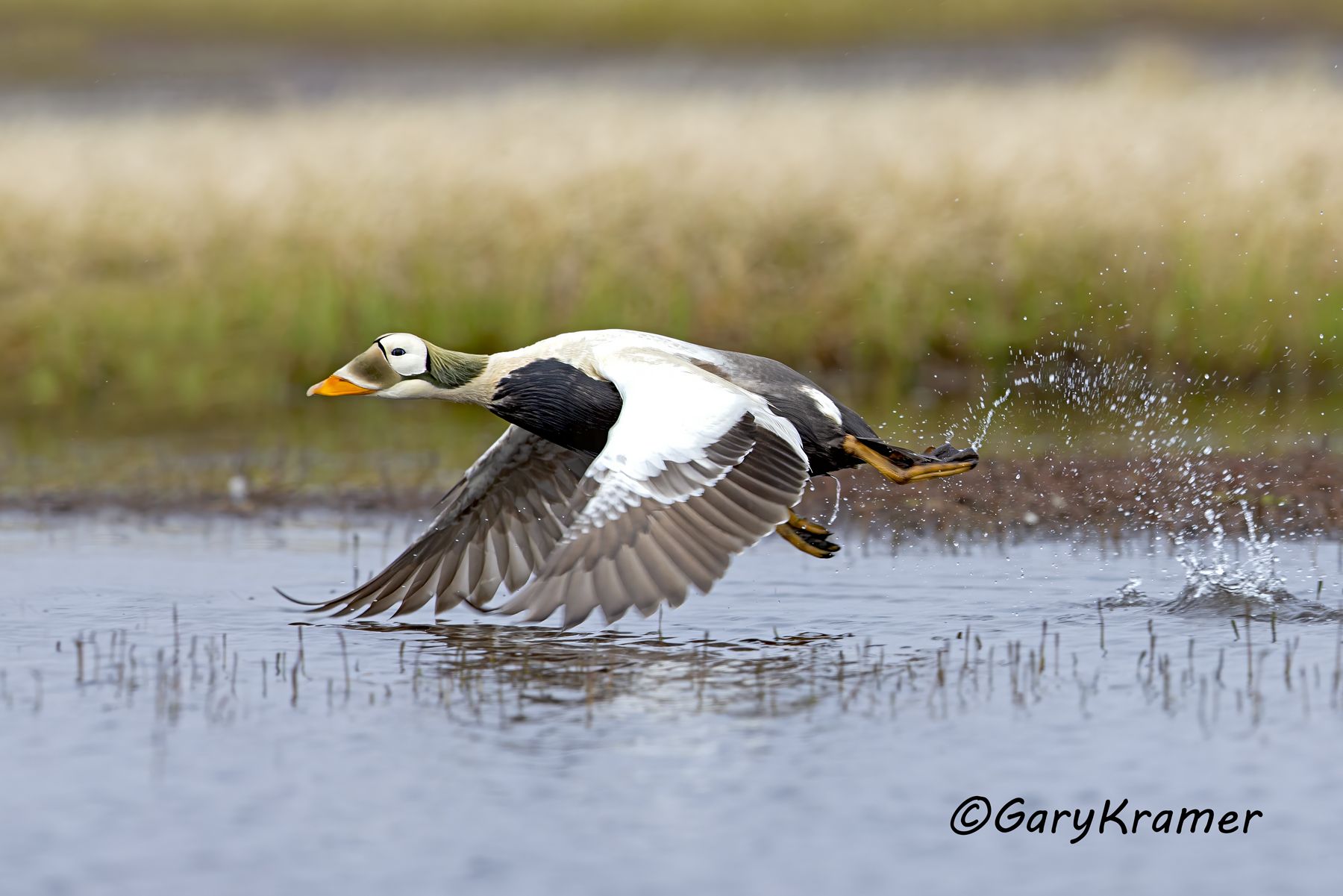 Spectacled Eider (Somateria fischeri) - NBWEs#563d