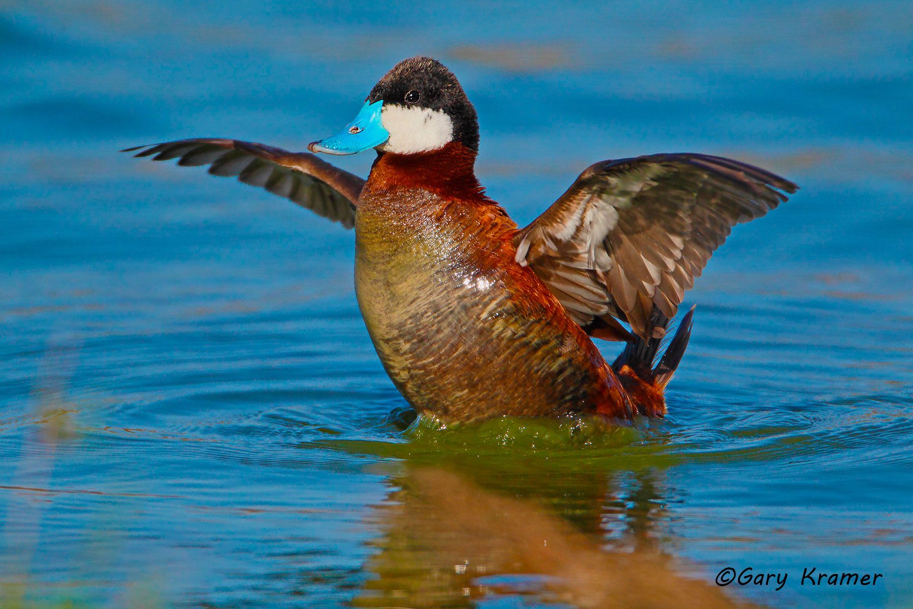 Ruddy Duck (spring) (Oxyura jamaicensis) Ruddy Duck (spring) (Oxyura jamaicensis) - NBWRs#403d