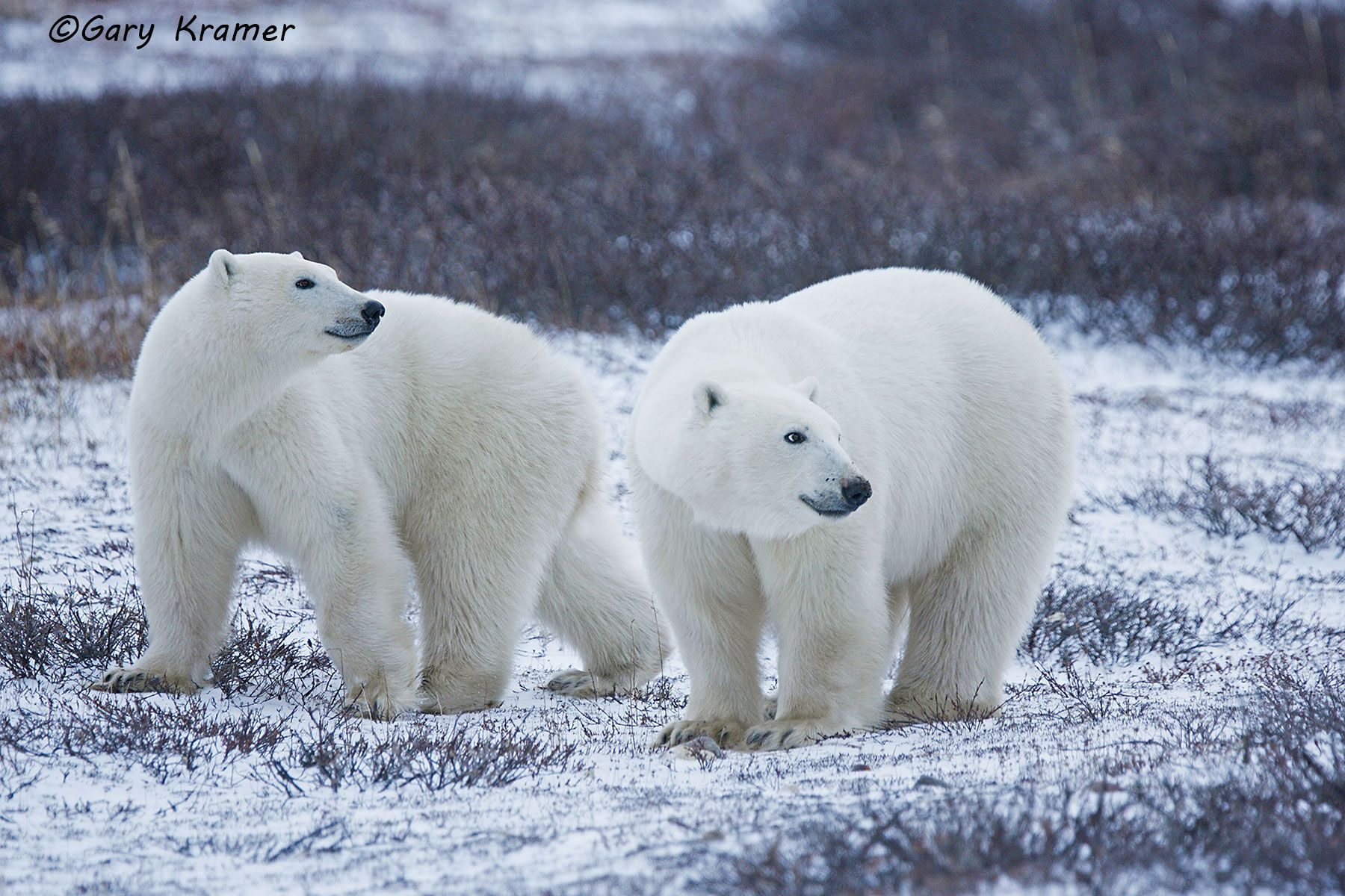 Polar Bear (Thalarctos maritimus) by GaryKramer.net, 530-934-3873, gkramer@cwo.com Polar Bear (Thalarctos maritinus) - NMBP#088d
