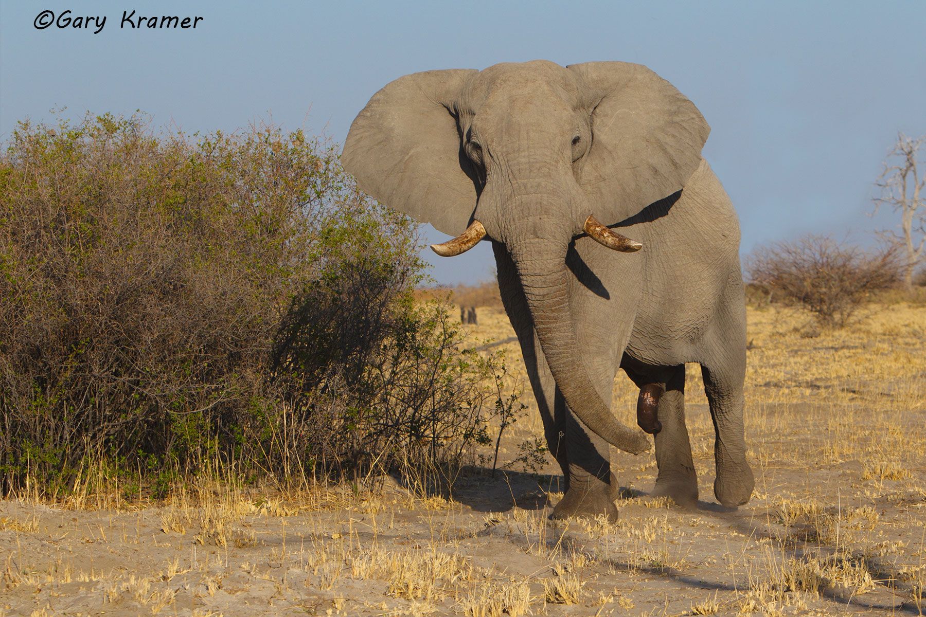African Elephant (Loxodonta africana) African Elephant (Loxodonta africana) - AME#781d