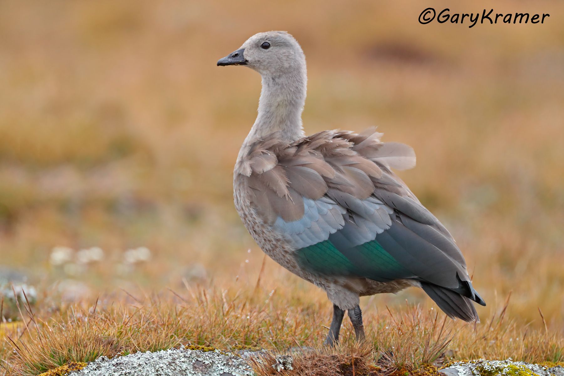 Blue-winged Goose (Cyanochen cyanoptera)  Blue-winged Goose (Cyanochen cyanoptera) - SBWBg#129d (Ethiopia)