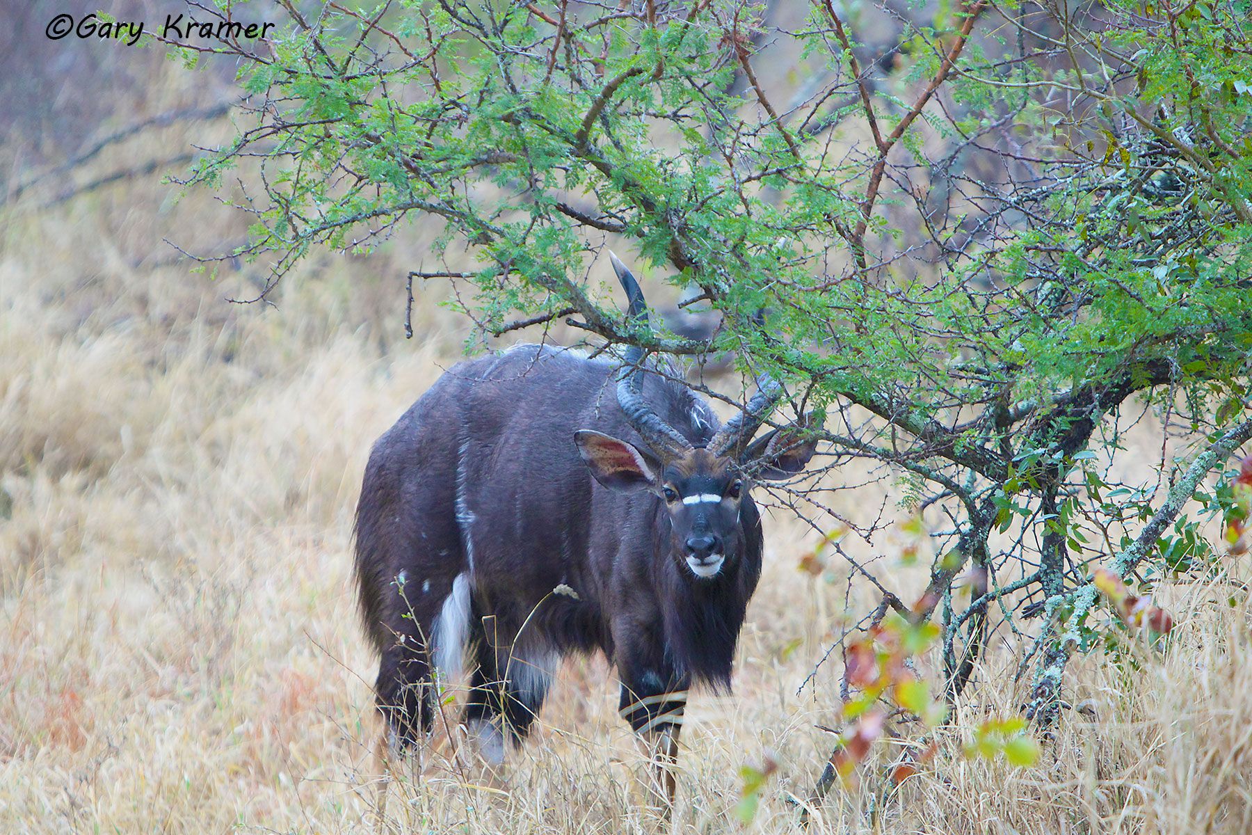 Nyala (Tragelaphus angasi) Nyala (Tragelaphus angasi) - AMUN#049d.jpg