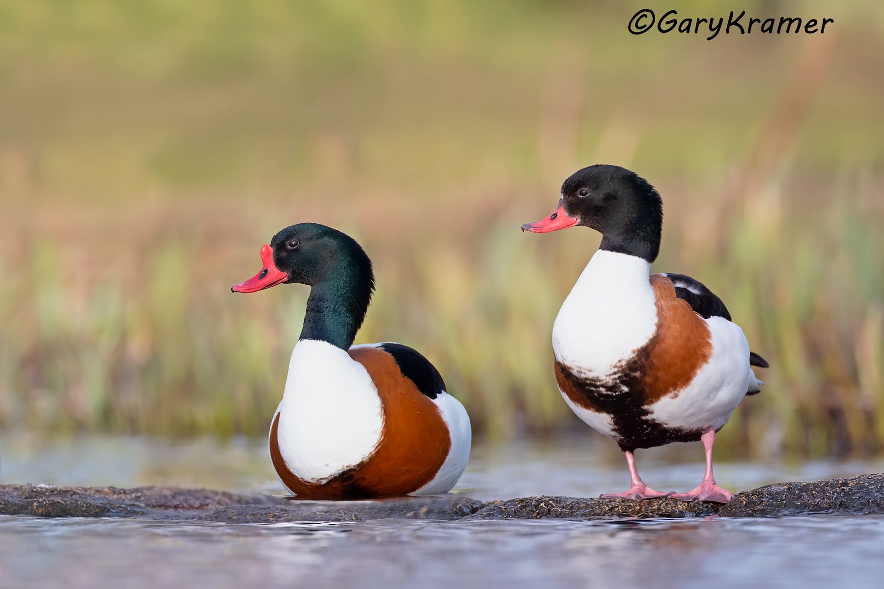 Common Shelduck (Tadorna tadorna)  Common Shelduck (Tadorna tadorna) - EBWSc#145d(2)