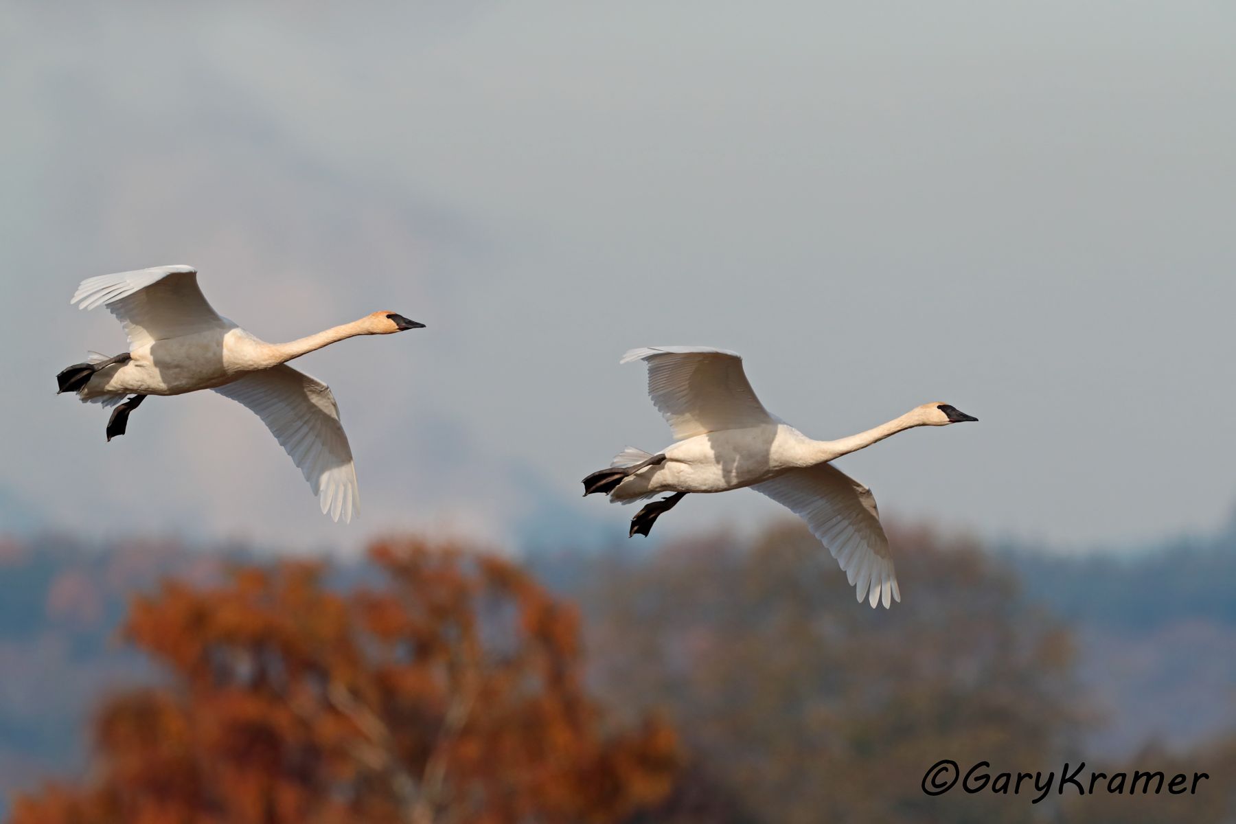 Trumpter Swan (Cygnus buccinator)  Trumpter Swan (Cygnus buccinator) - NBWSt#227d