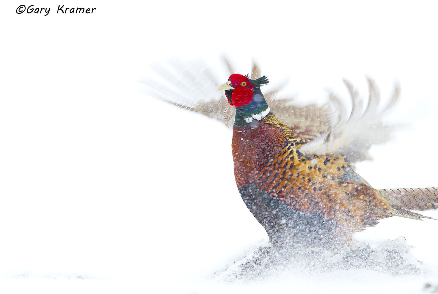 Ring-necked Pheasant (Phasianus colchicus) by GaryKramer.net, 530-934-3873, gkramer@cwo.com Ring-necked Pheasant (Phasianus colchicus) - NBGP#1509d