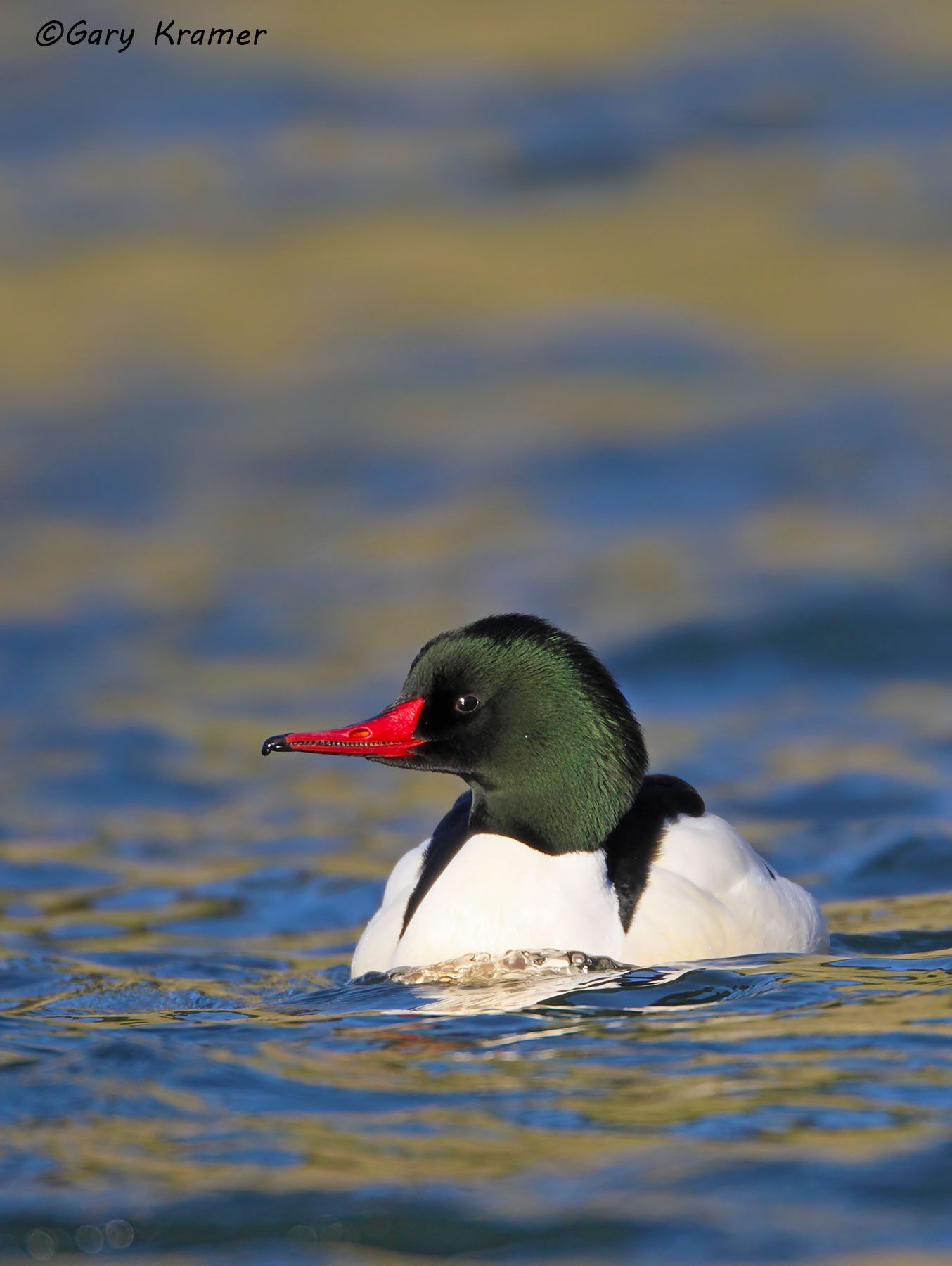 Common Merganser (Mergus merganser) Common Merganser (Mergus merganser) - NBWMc#109d(2)