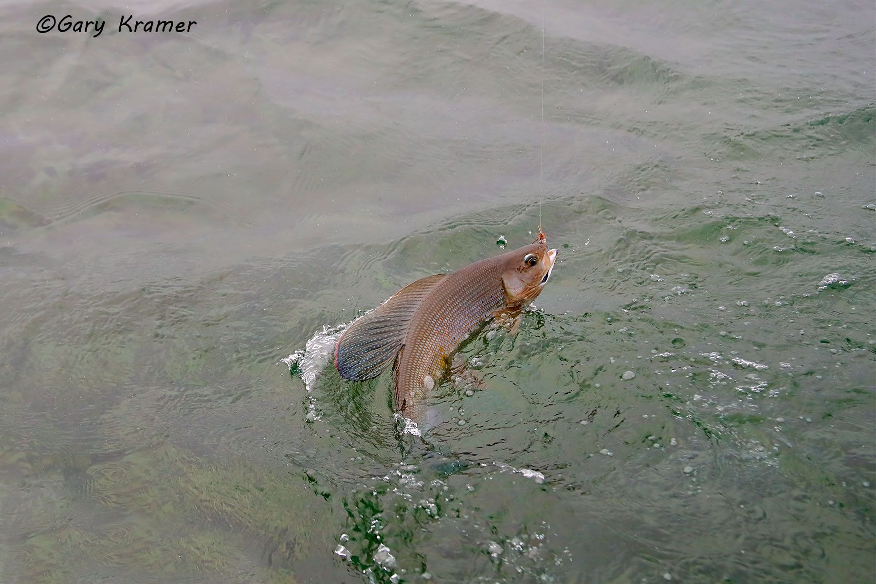 Arctic Grayling w/fly- NFAGa#163d