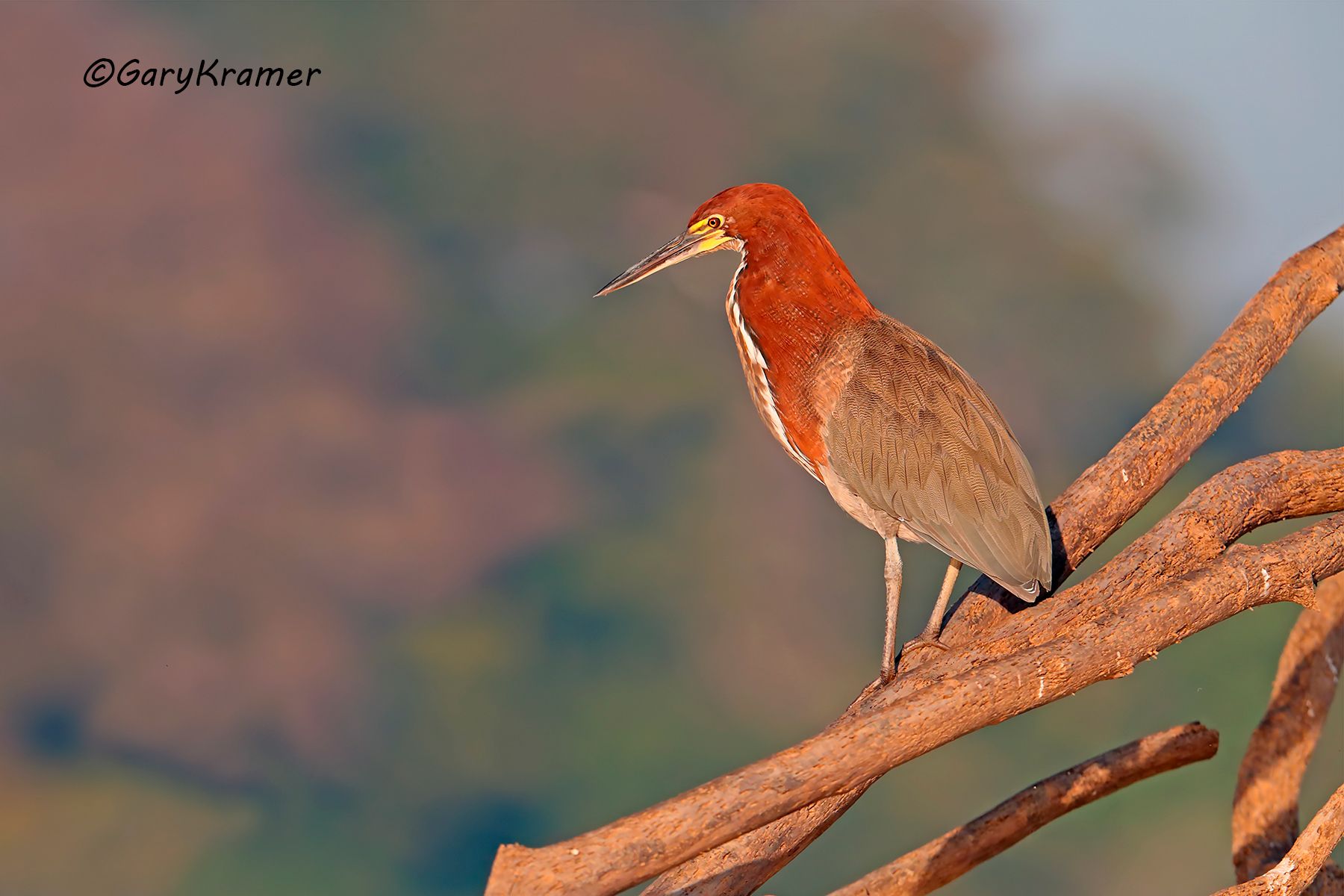 Refescent Tiger Heron (Tigrisoma lineatum) Refescent Tiger Heron (Tigrisoma lineatum) - SBHrt#040d