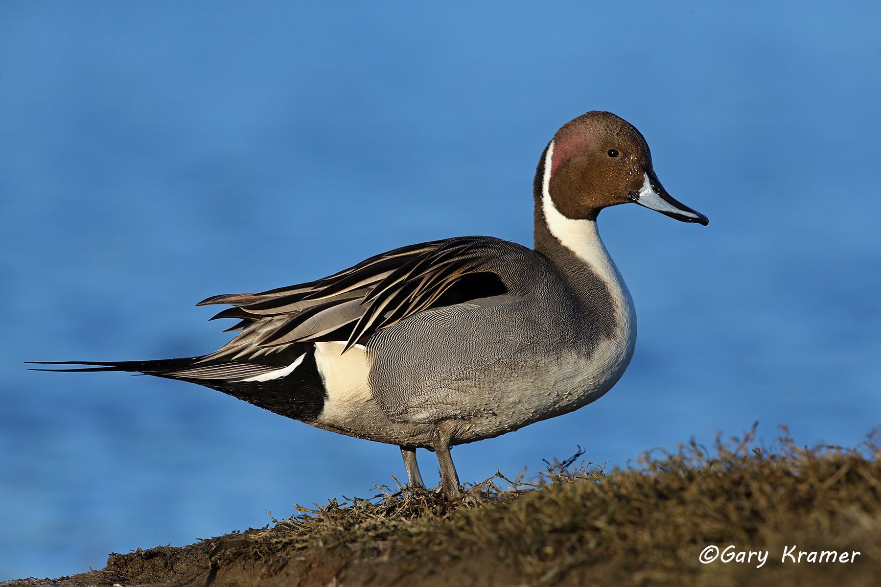Northern Pintail (Anas acuta)  - NBWP#7358d
